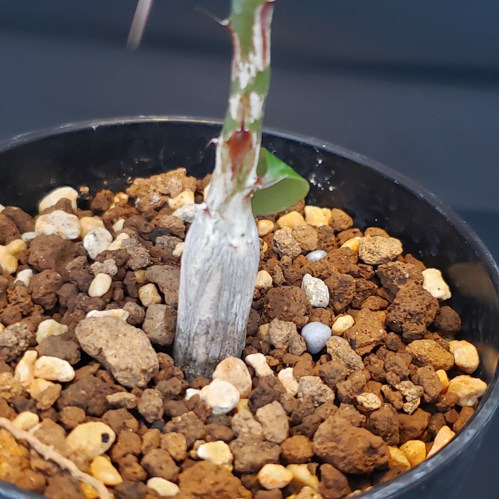 F219【自社養生株】フォークイエリア ファシクラータ（実生・発根株