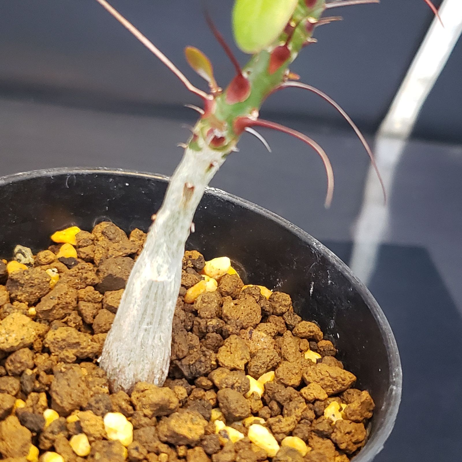 F220【自社養生株】フォークイエリア ファシクラータ（実生・発根株