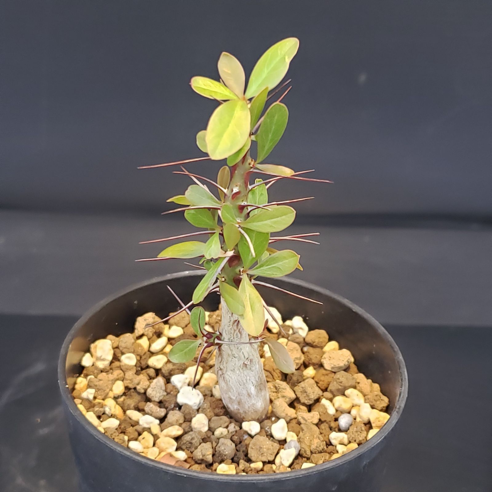 F221【自社養生株】フォークイエリア ファシクラータ（実生・発根株