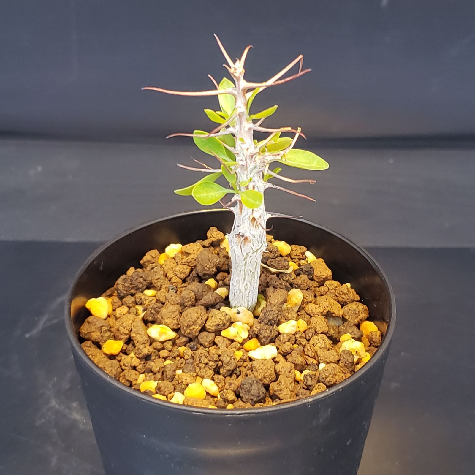 F224【自社養生株】フォークイエリア コルムナリス（実生・発根株