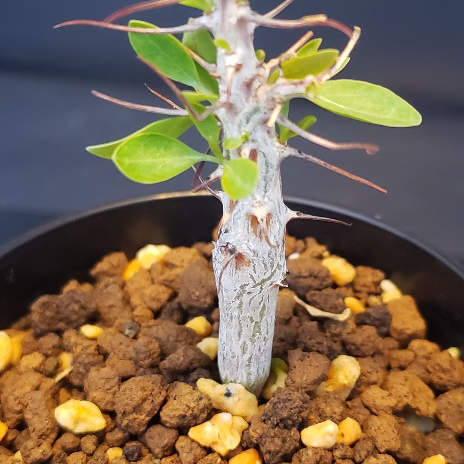 F224【自社養生株】フォークイエリア コルムナリス（実生・発根株