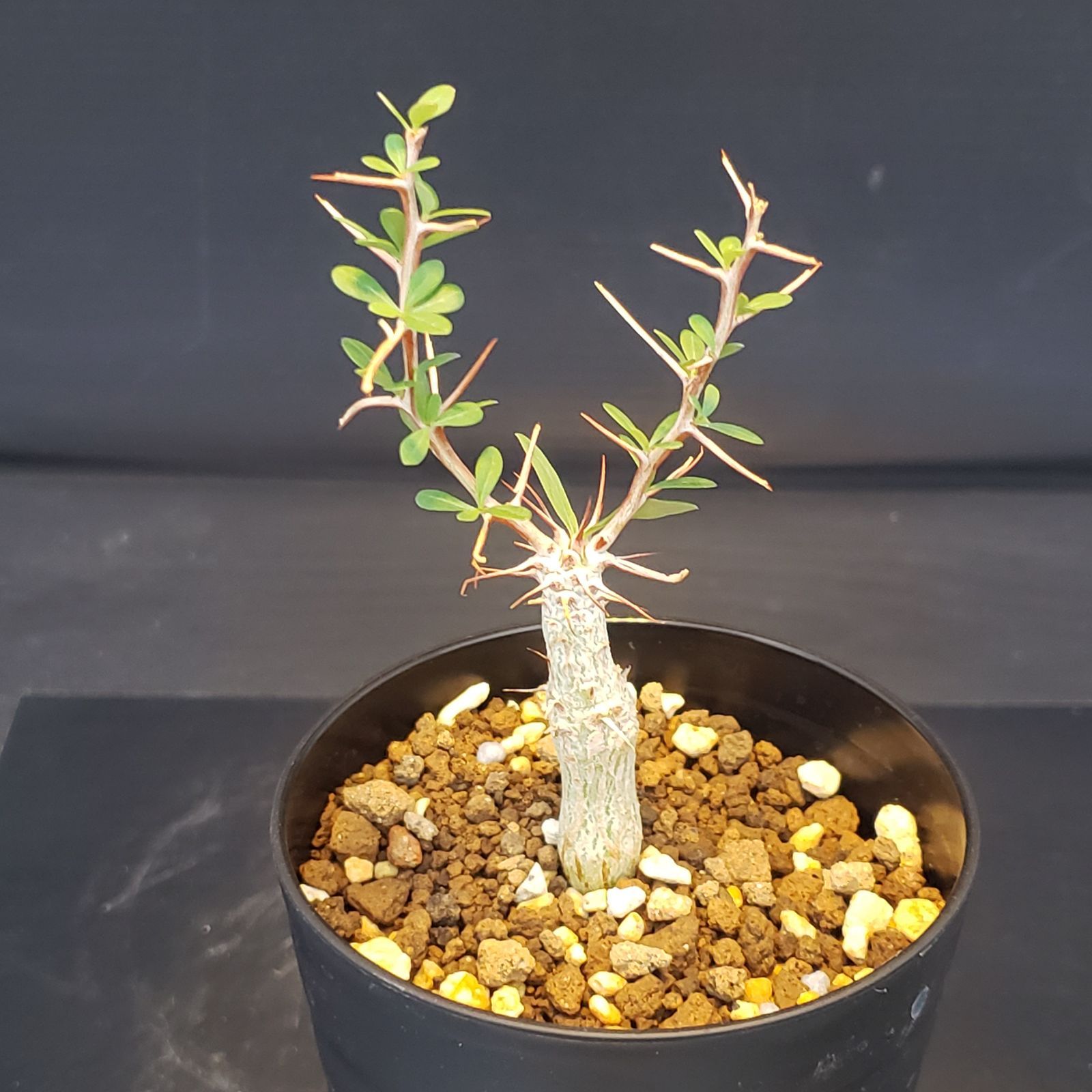 F226【自社養生株】フォークイエリア コルムナリス（実生・発根株