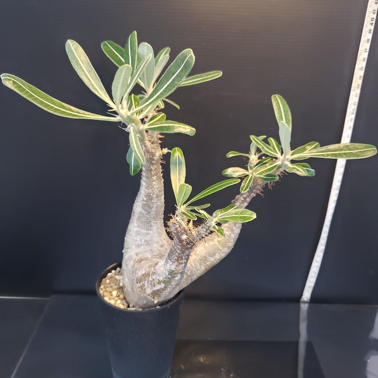 F227【自社養生株】パキポディウム カクチペス（現地球・発根株