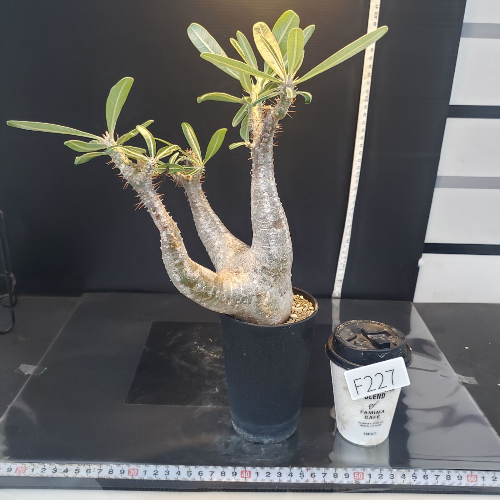 F227【自社養生株】パキポディウム カクチペス（現地球・発根株