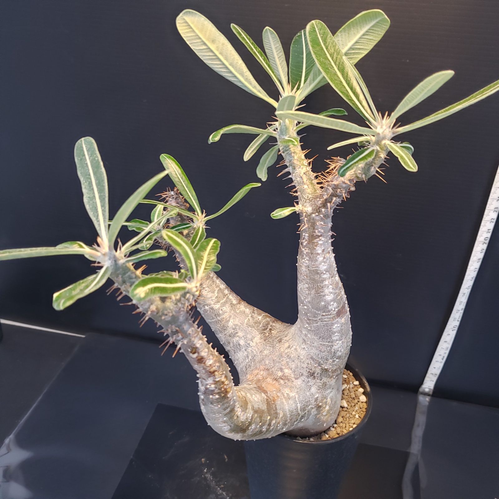 F227【自社養生株】パキポディウム カクチペス（現地球・発根株