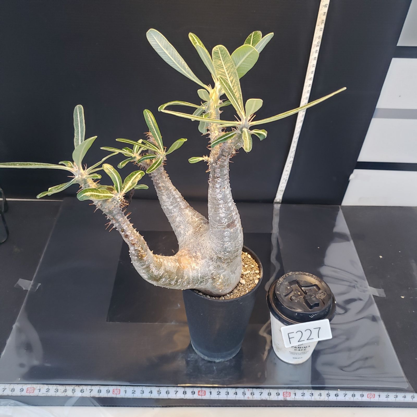 F227【自社養生株】パキポディウム カクチペス（現地球・発根株