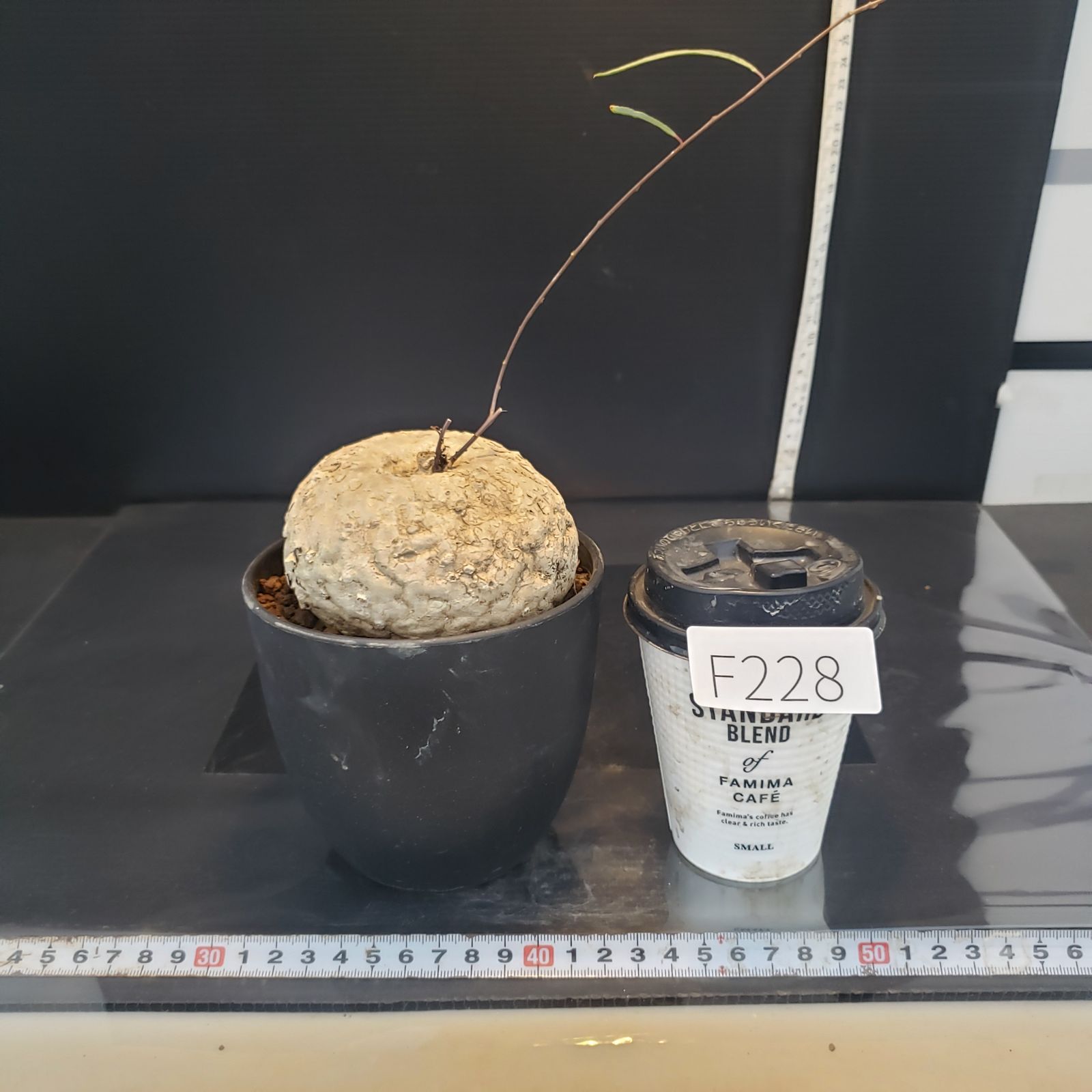 【ユーフォルビア・イポメア　ボルジアーナ】　現地球発根活着済み。 F228【自社養生株】イポメア ボルジアーナ（現地球・発根株・鉢植え