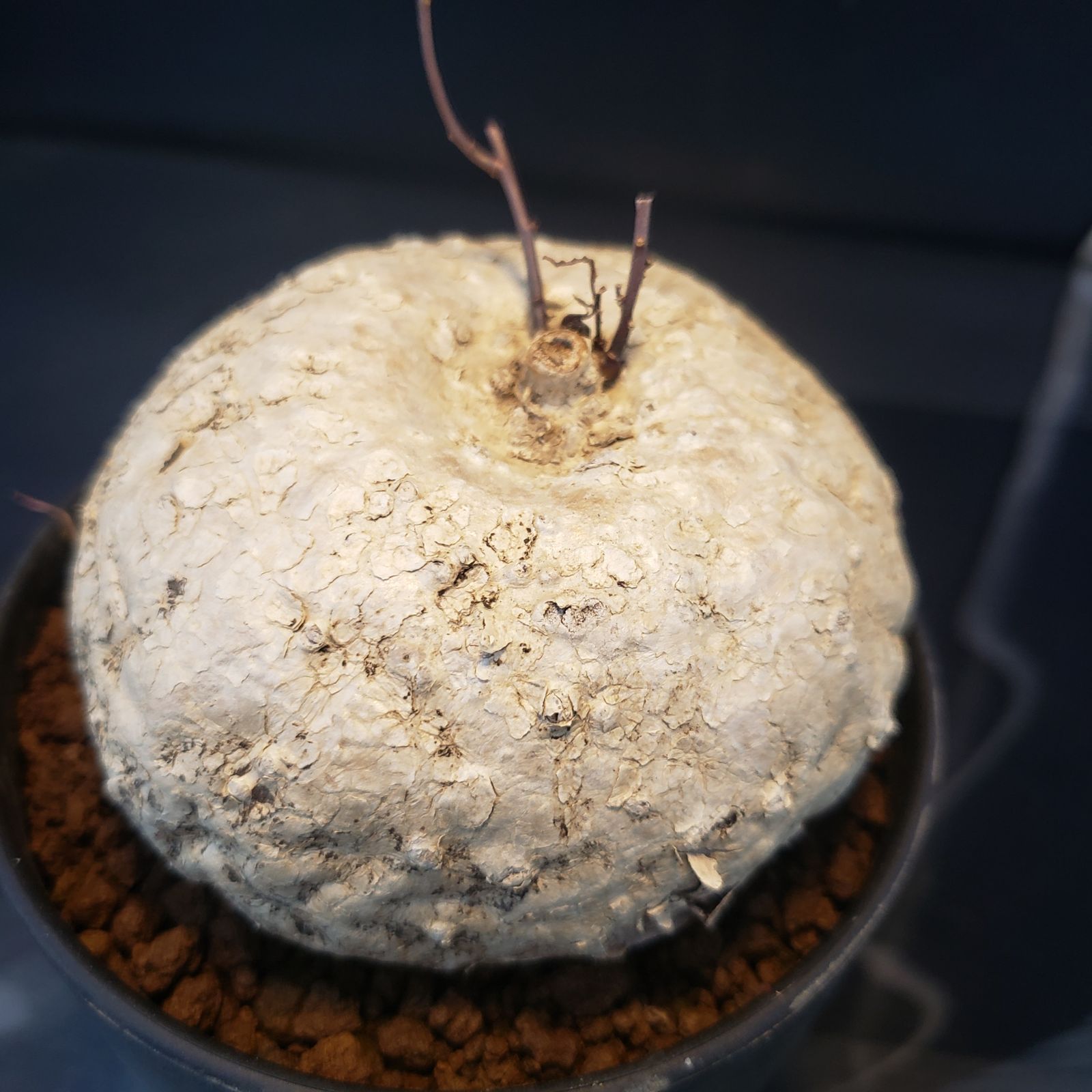 F228【自社養生株】イポメア ボルジアーナ（現地球・発根株・鉢植え