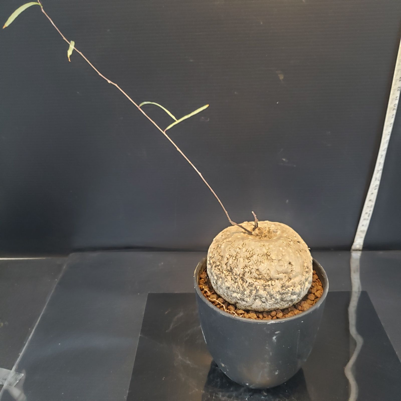 F228【自社養生株】イポメア ボルジアーナ（現地球・発根株・鉢植え