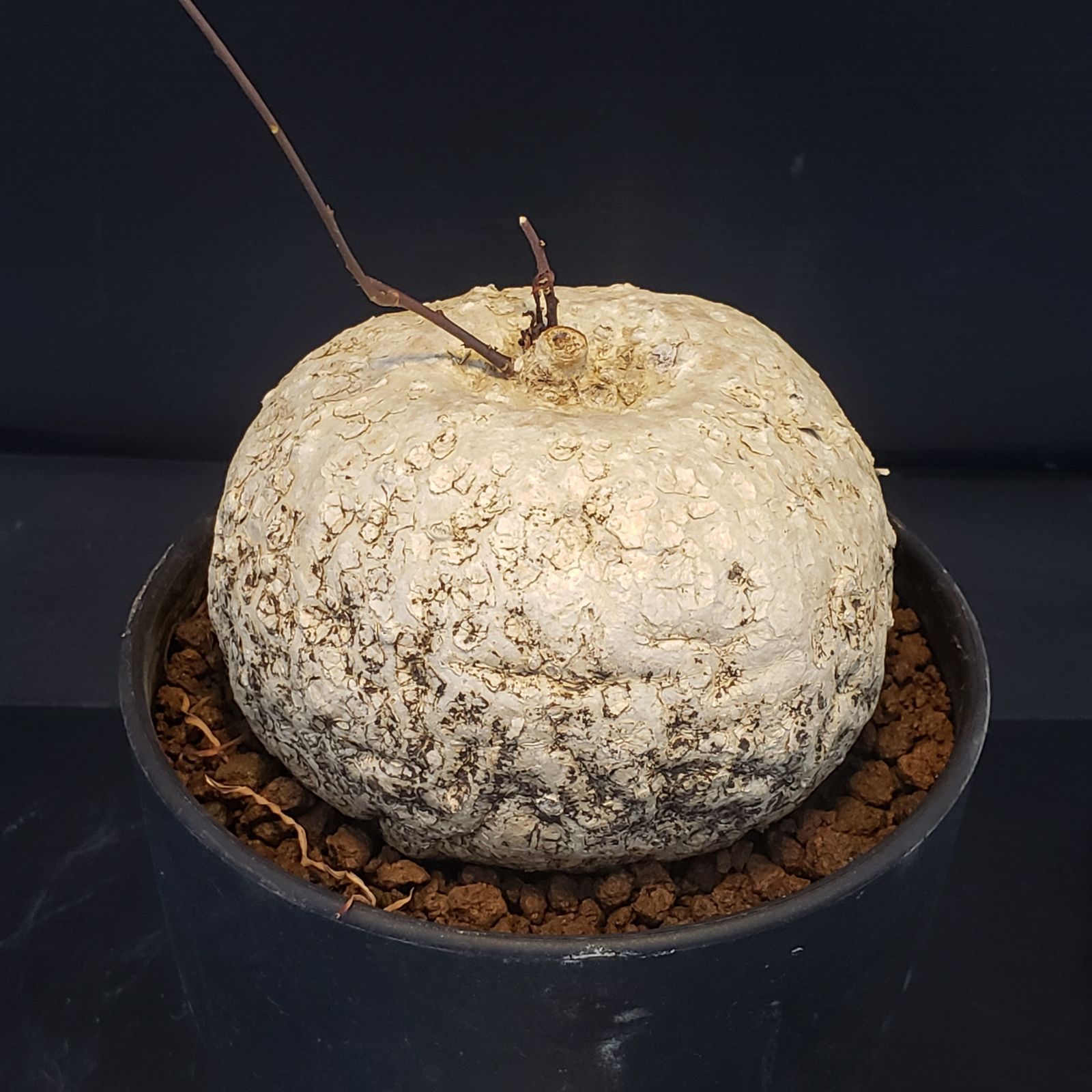 F228【自社養生株】イポメア ボルジアーナ（現地球・発根株・鉢植え