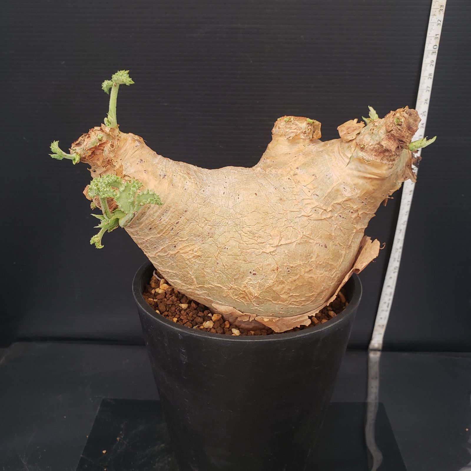 F230【自社養生株】キフォステンマ マクロプス（現地球・発根株