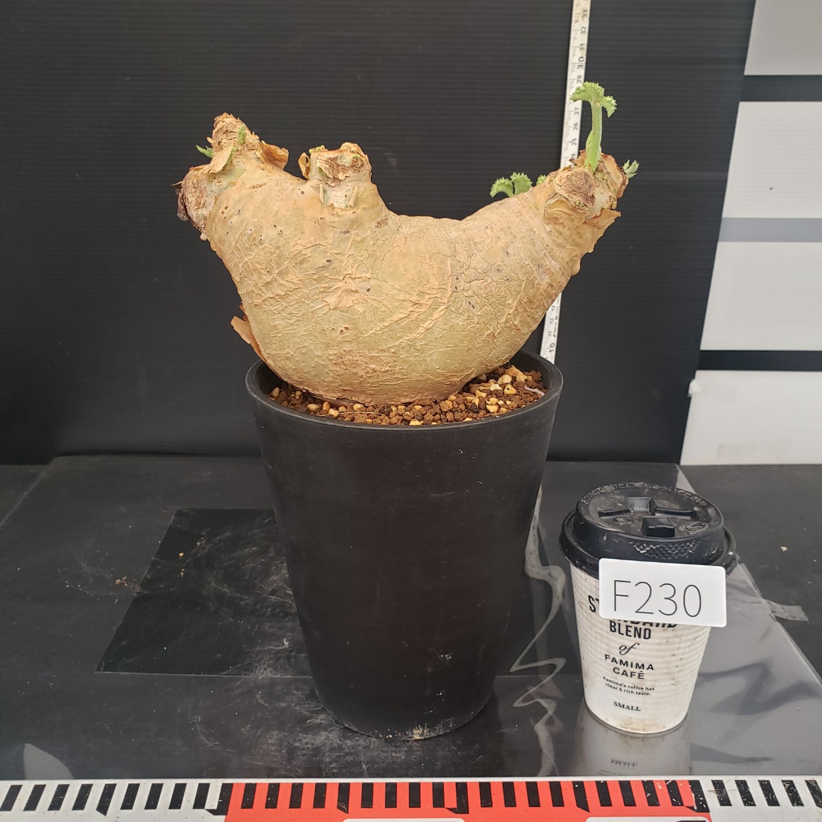 F230【自社養生株】キフォステンマ マクロプス（現地球・発根株