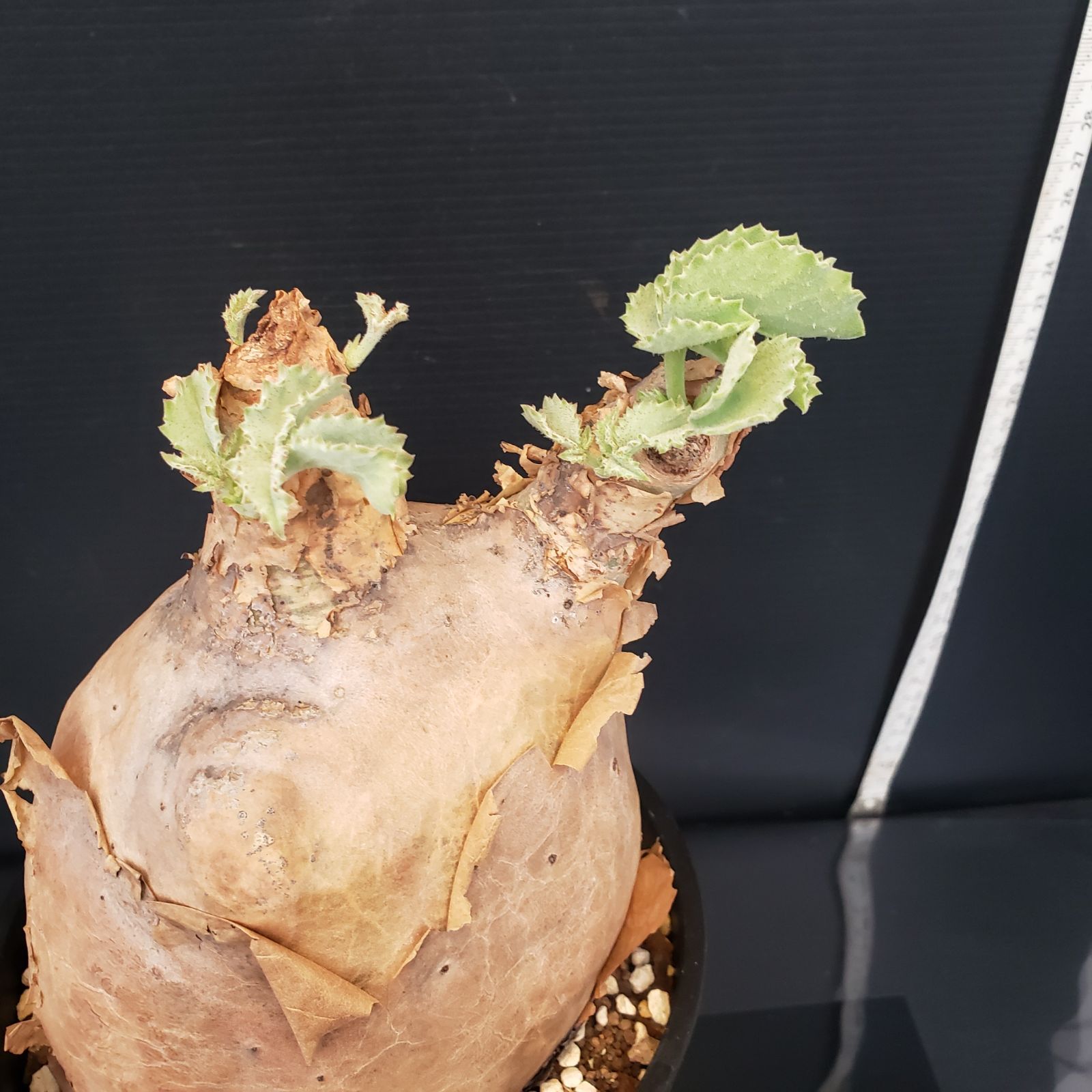 F231【自社養生株】キフォステンマ マクロプス（現地球・発根株