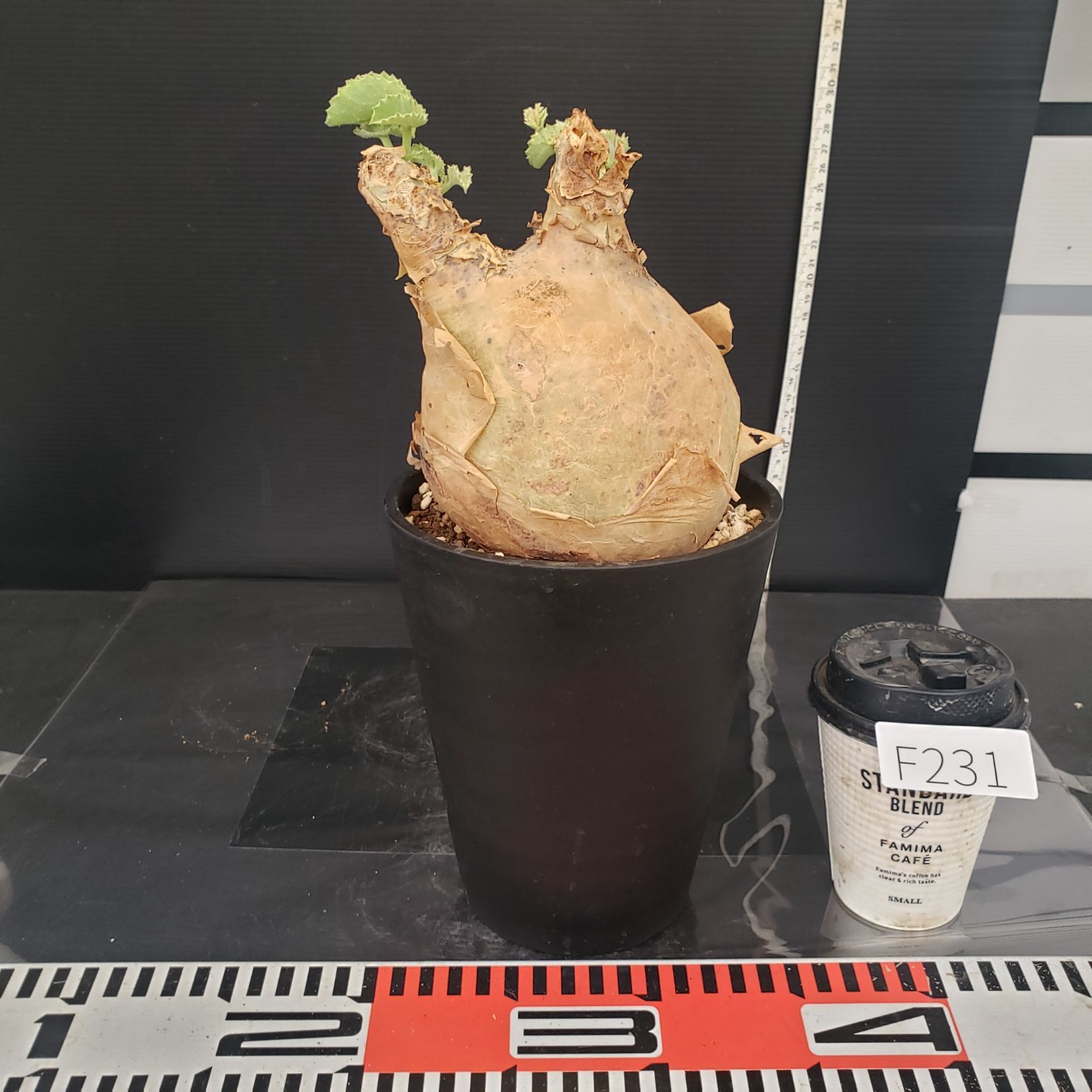 F231【自社養生株】キフォステンマ マクロプス（現地球・発根株