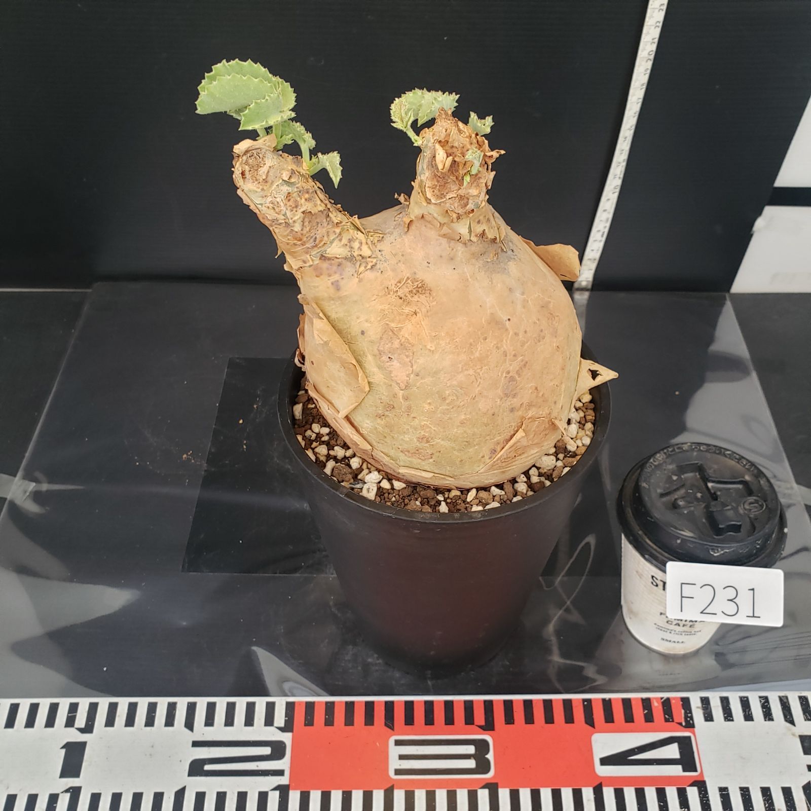 F231【自社養生株】キフォステンマ マクロプス（現地球・発根株