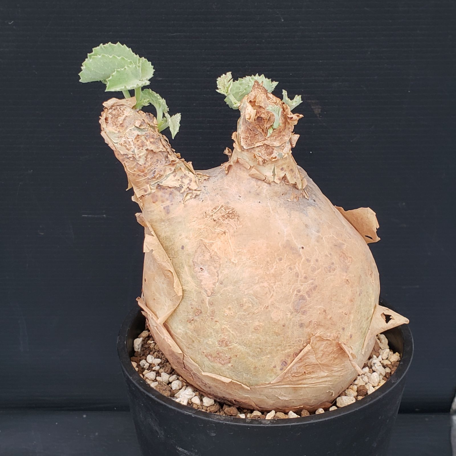 F231【自社養生株】キフォステンマ マクロプス（現地球・発根株