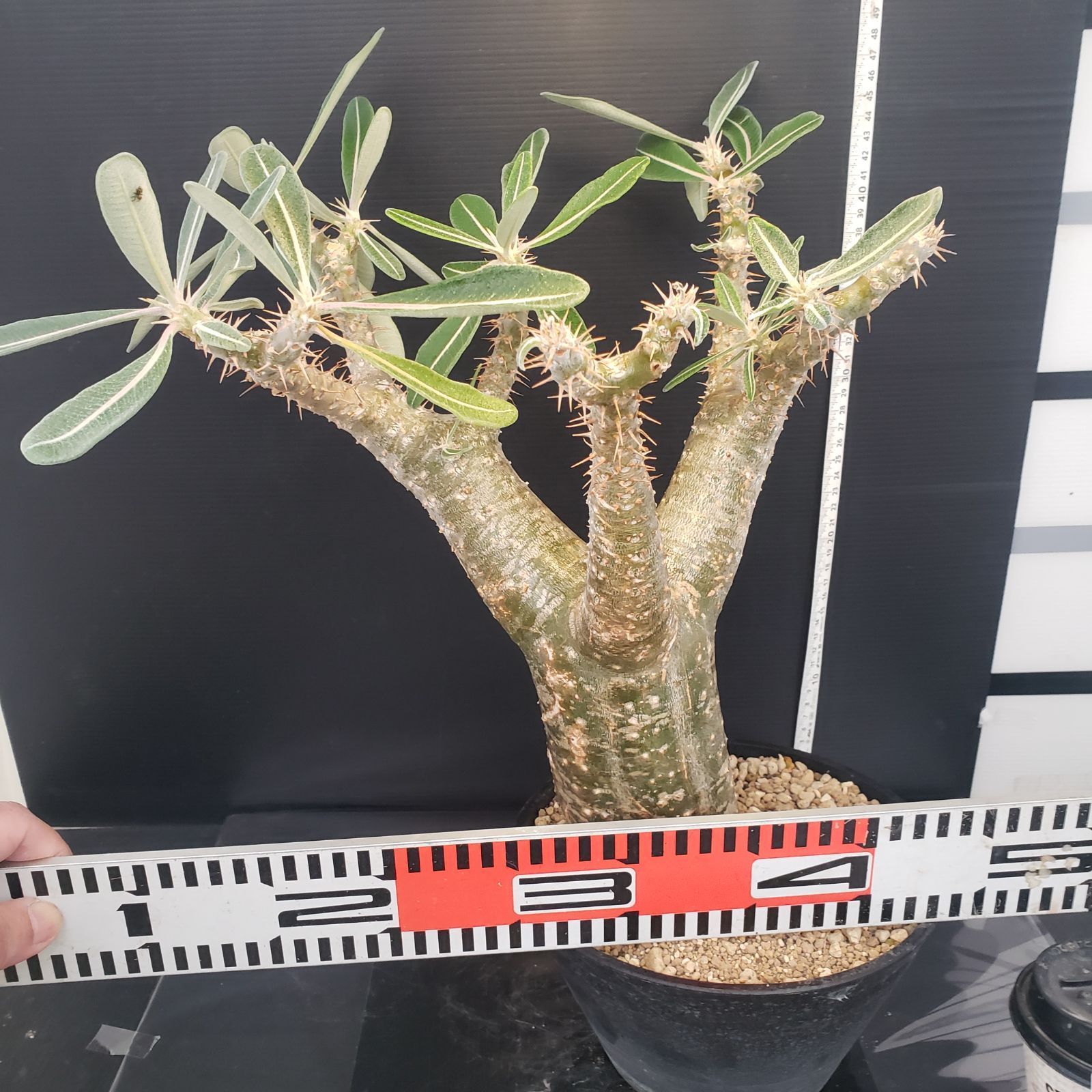 F233【自社養生株】パキポディウム カクチペス（L)（現地球・発根株