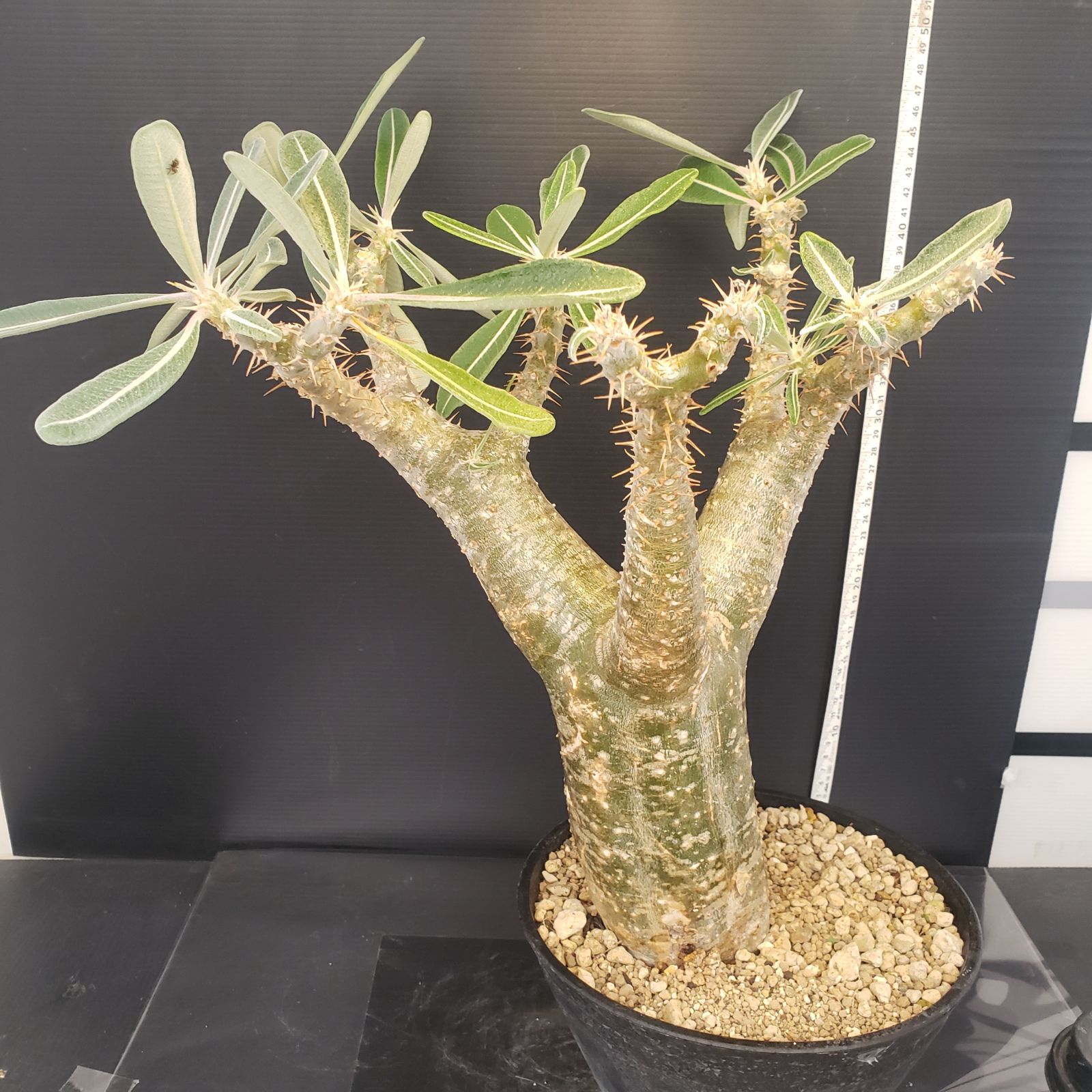 F233【自社養生株】パキポディウム カクチペス（L)（現地球・発根株