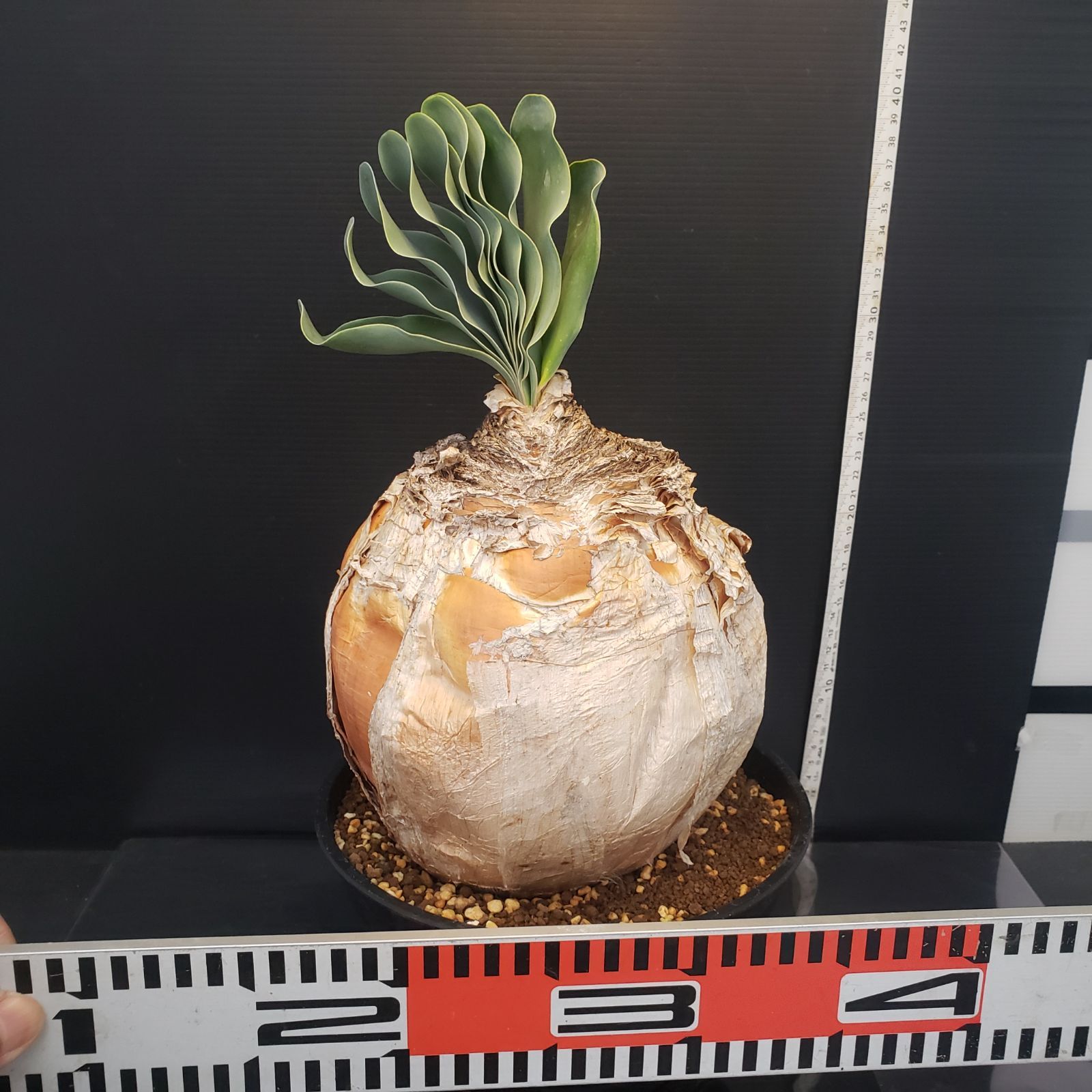 F234【自社養生株】ブーファン ハエマンソイデス（現地球・発根株