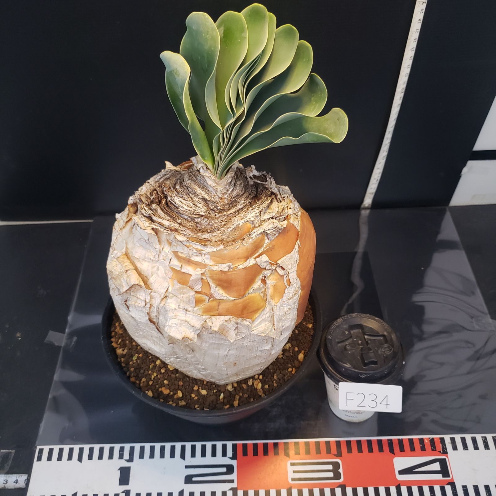 F234【自社養生株】ブーファン ハエマンソイデス（現地球・発根株