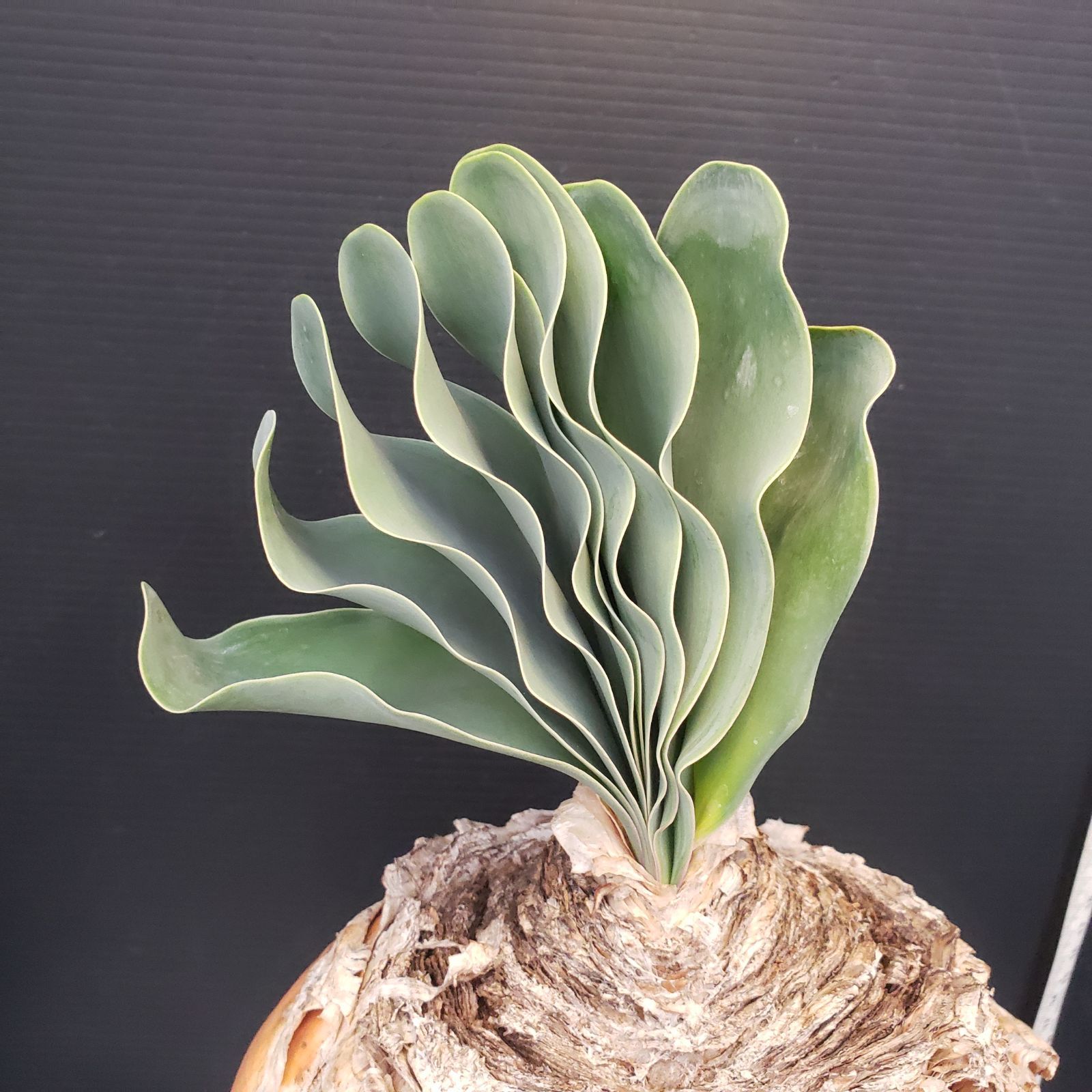 F234【自社養生株】ブーファン ハエマンソイデス（現地球・発根株