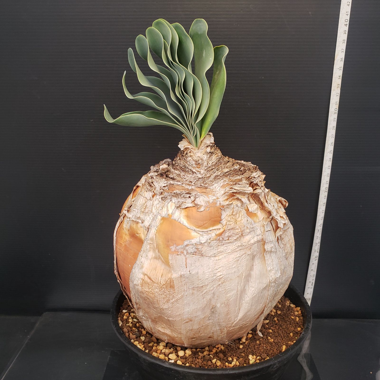 F234【自社養生株】ブーファン ハエマンソイデス（現地球・発根株