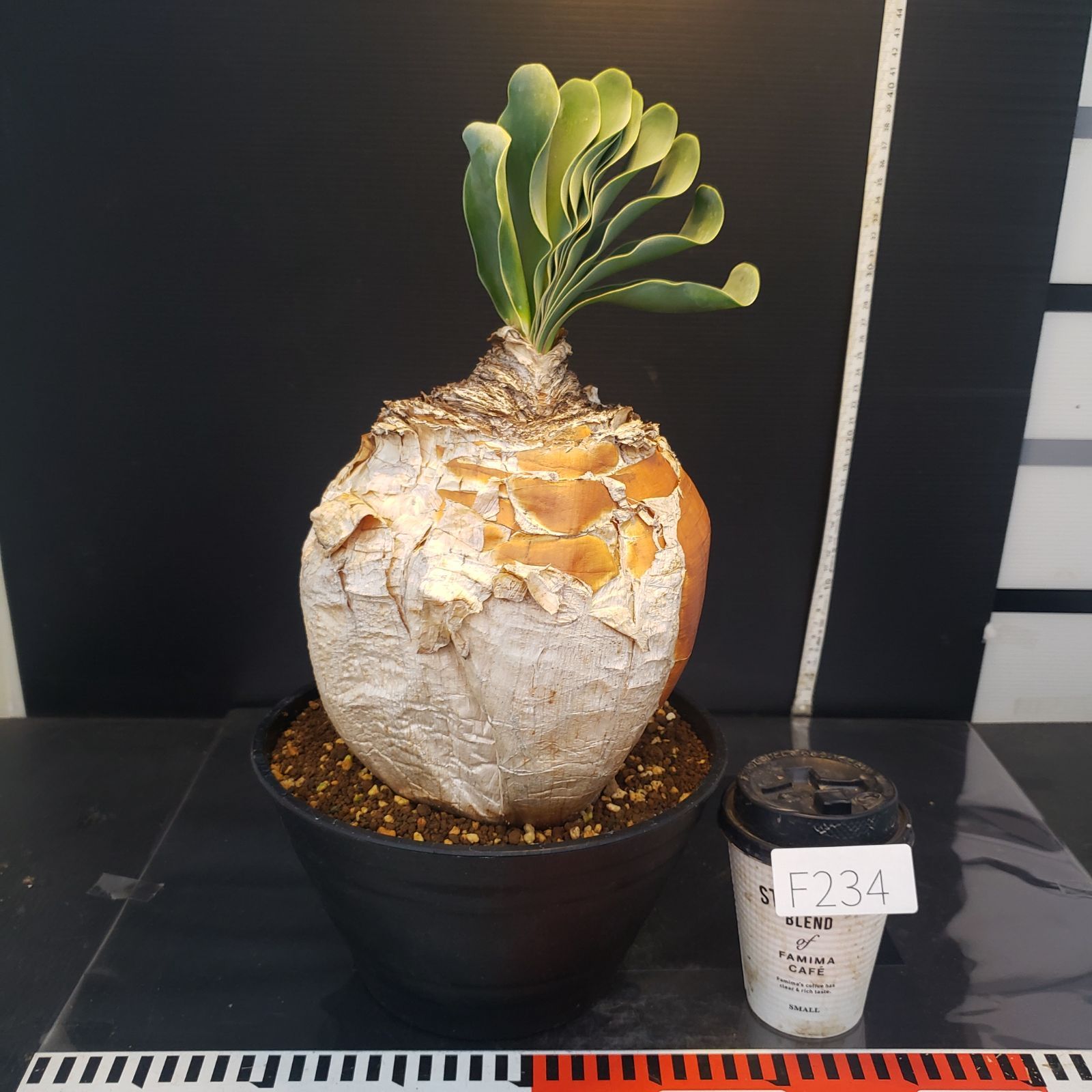 F234【自社養生株】ブーファン ハエマンソイデス（現地球・発根株