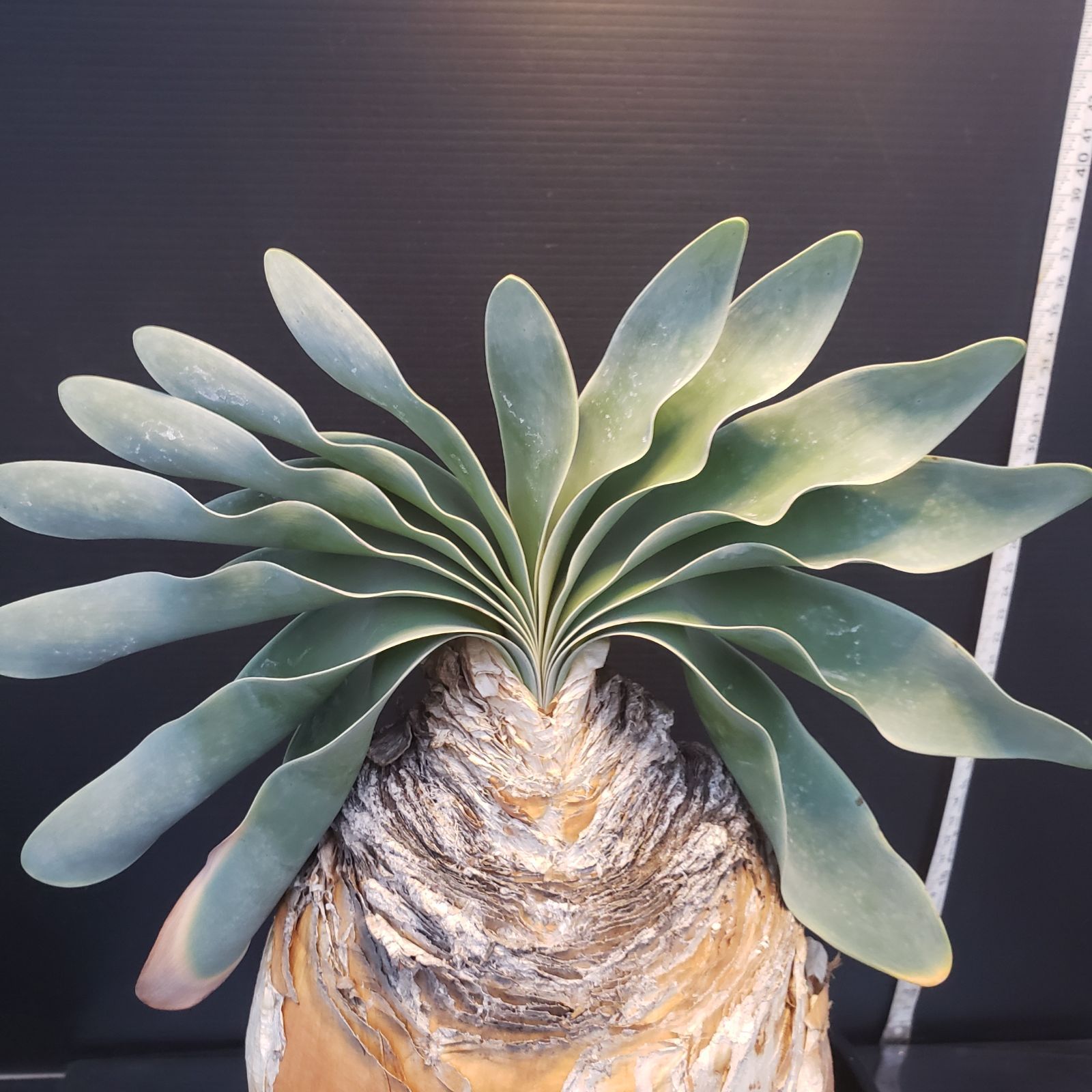 F235【自社養生株】ブーファン ハエマンソイデス（現地球・発根株