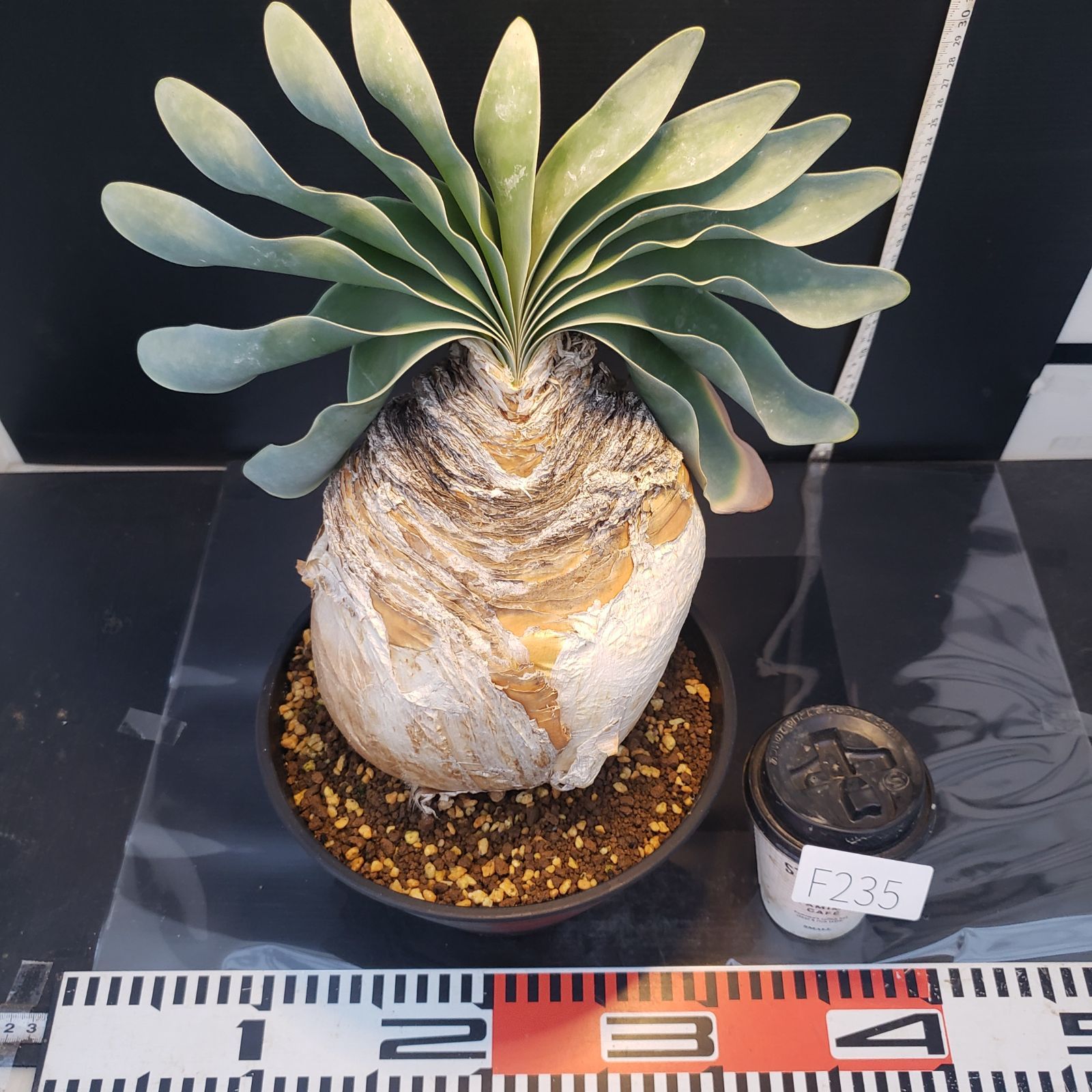 F235【自社養生株】ブーファン ハエマンソイデス（現地球・発根株