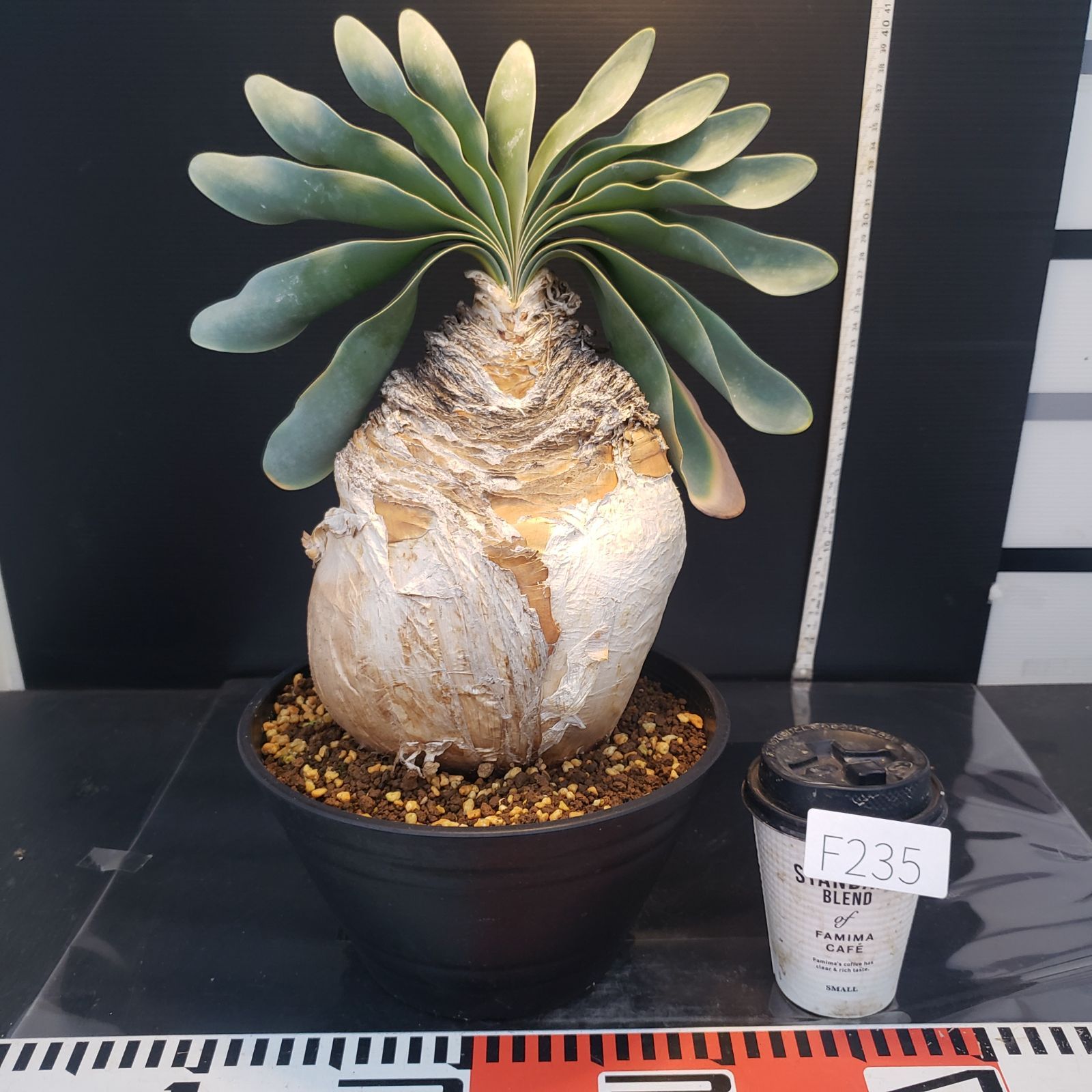 F235【自社養生株】ブーファン ハエマンソイデス（現地球・発根株