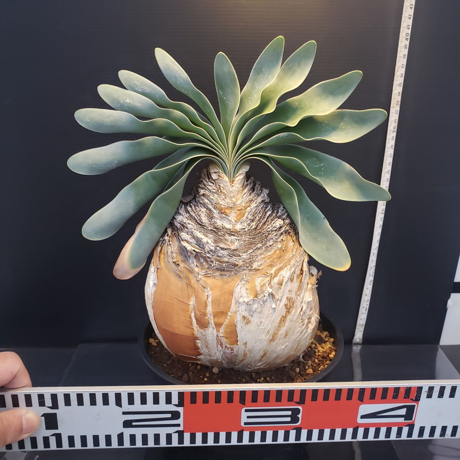 美株　ブーファン ハエマンソイデス　発根済み現地球 F235【自社養生株】ブーファン ハエマンソイデス（現地球・発根株