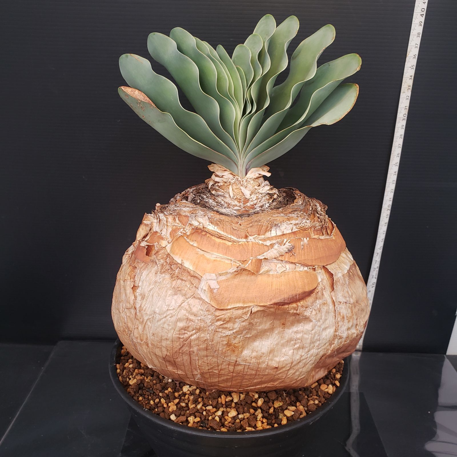 F236【自社養生株】ブーファン ハエマンソイデス（現地球・発根株