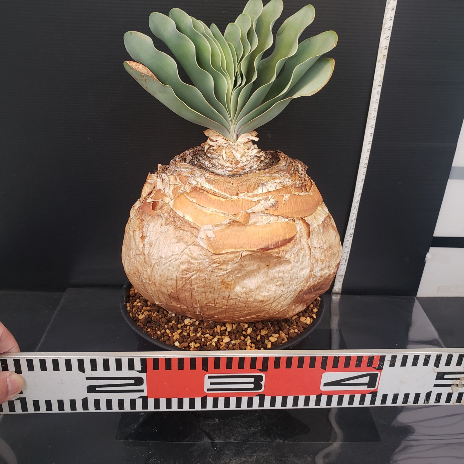 ゴ*ン様 K17「球根植物」ブーファン ハエマンソイデス 産地株 20株 ゴ*ン様 K17「球根植物」ブーファン ハエマンソイデス 産地株 20株 ゴ