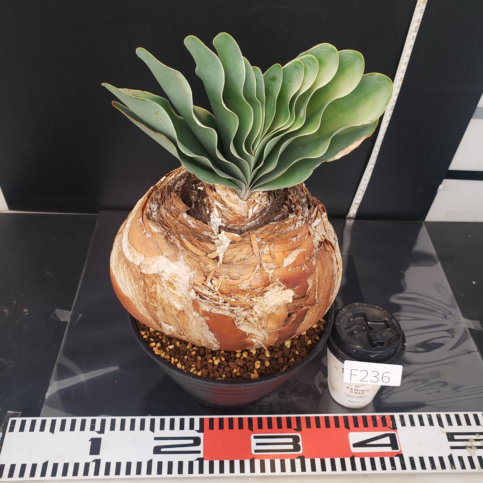 F236【自社養生株】ブーファン ハエマンソイデス（現地球・発根株