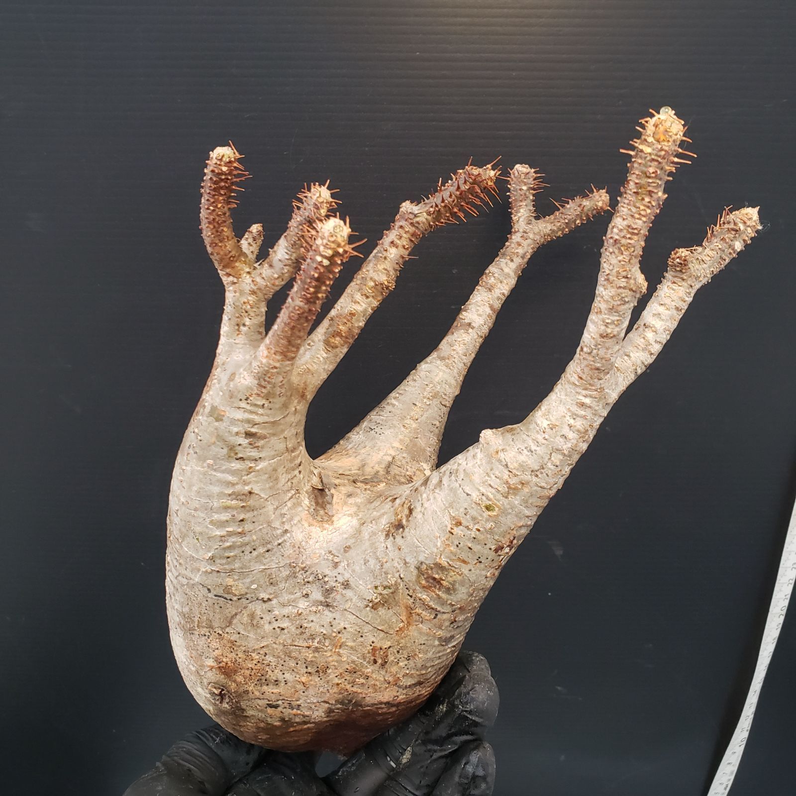 H*C様 【塊根部15cm!!!】パキポディウム・グラキリス F250【最新到着】Pachypodium グラキリス（MS)（現地球・抜き苗