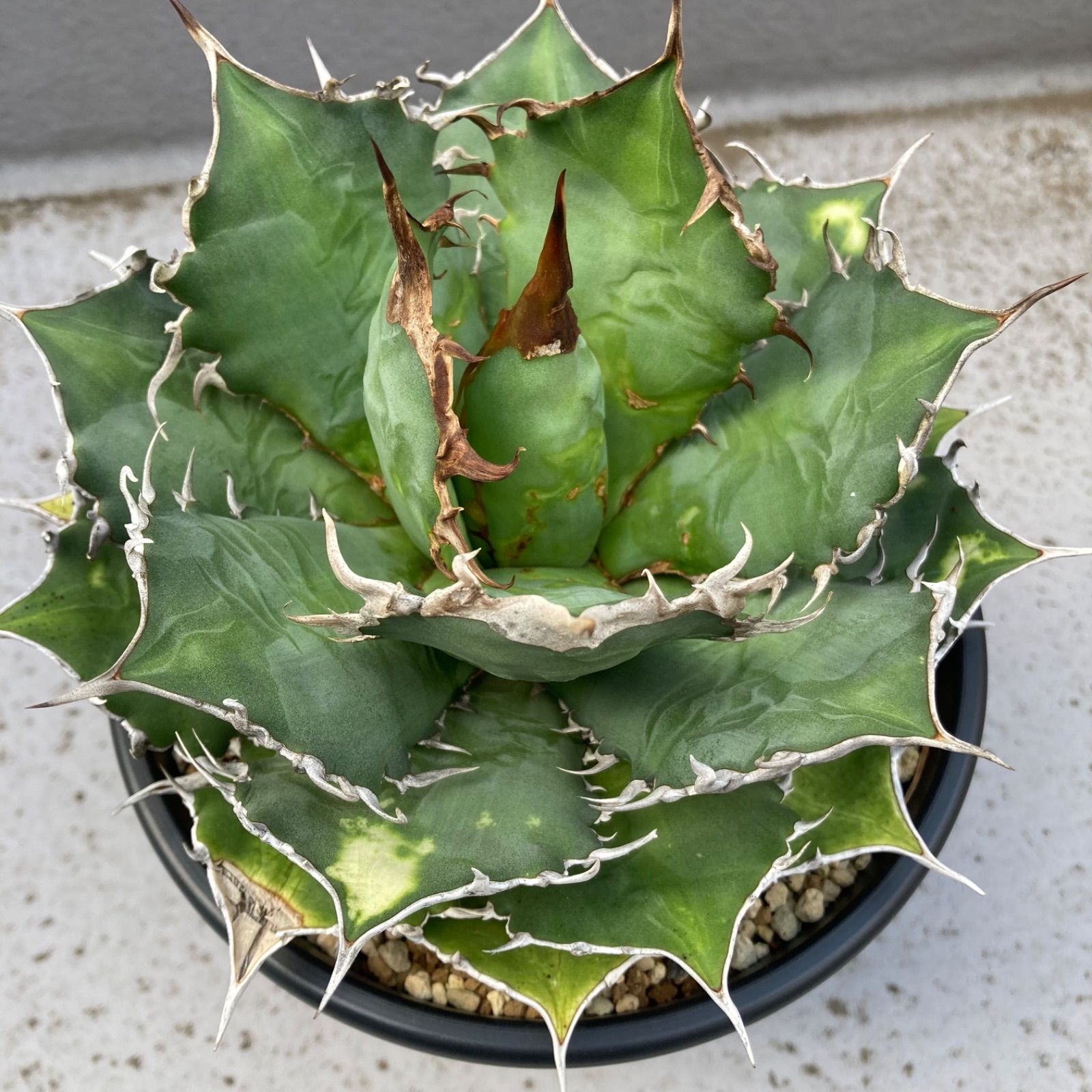 M*u様 アガベ チタノタ オテロイ ⑧ アガベ チタノタ オテロイ - メルカリ