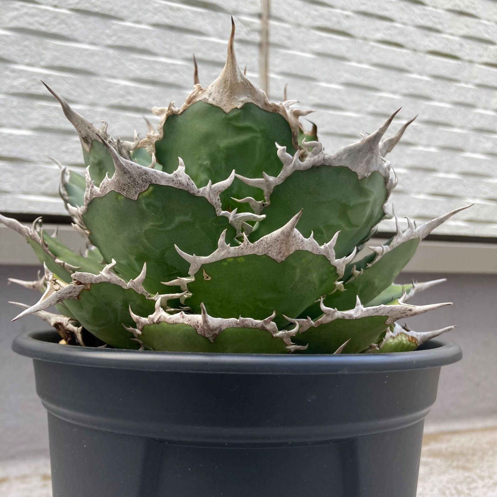 ⑧ アガベ チタノタ オテロイ - メルカリ