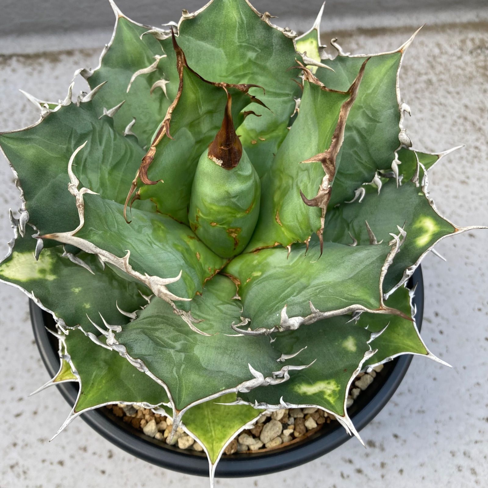 ⑧ アガベ チタノタ オテロイ - メルカリ