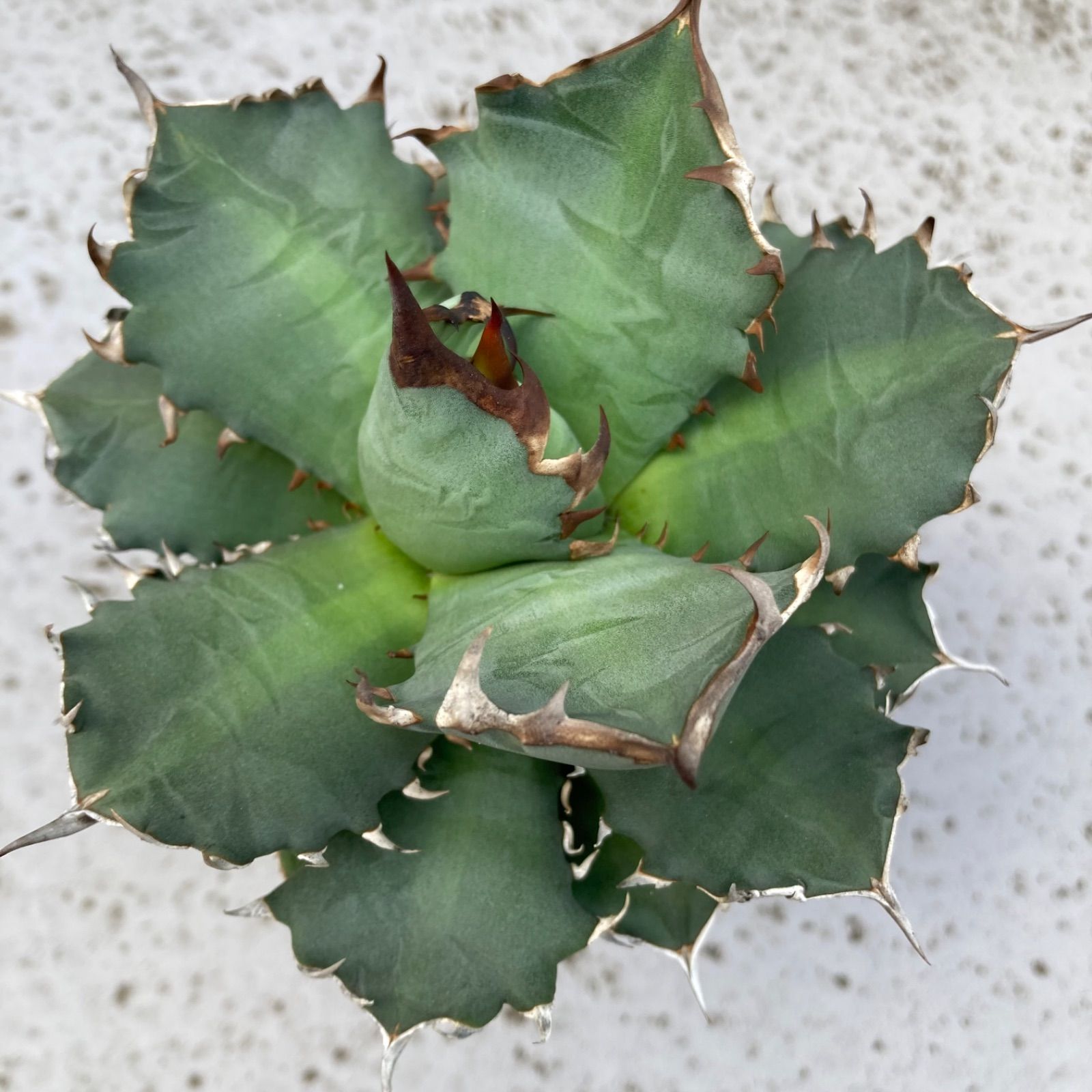 ⑨ アガベ チタノタ オテロイ - メルカリ