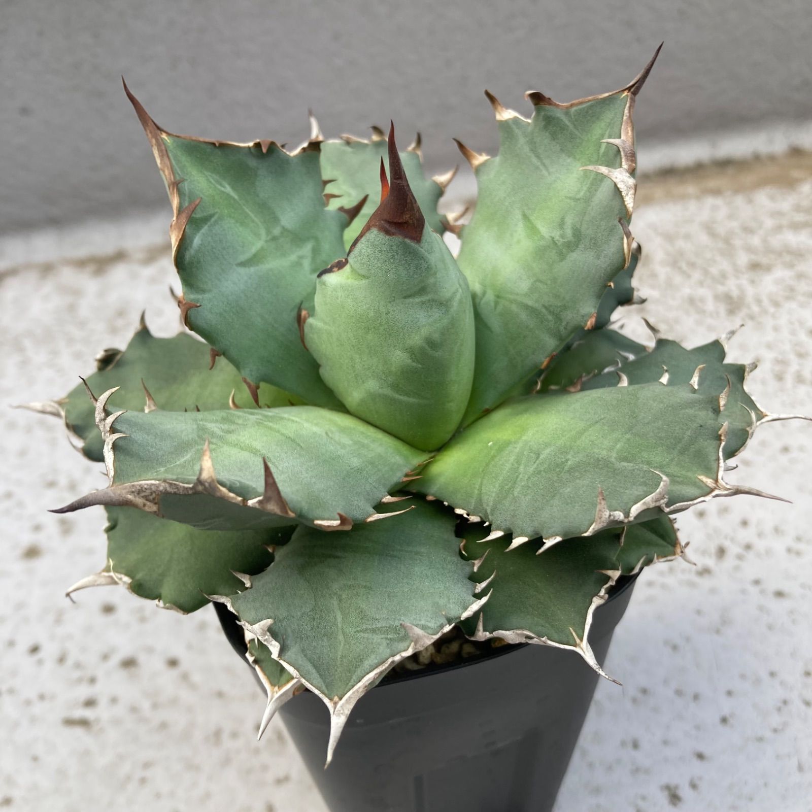 ⑨ アガベ チタノタ オテロイ - メルカリ