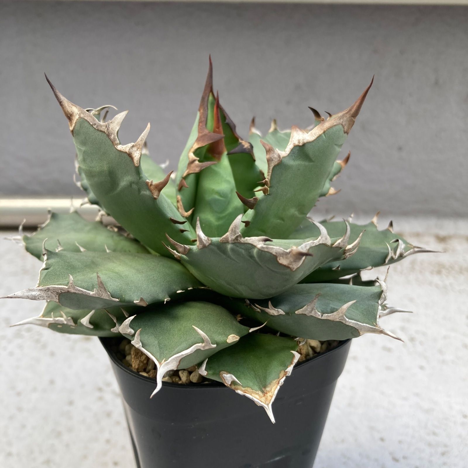 オテロイ チタノタ アガベ ⑨ ⑨ アガベ チタノタ オテロイ - メルカリ