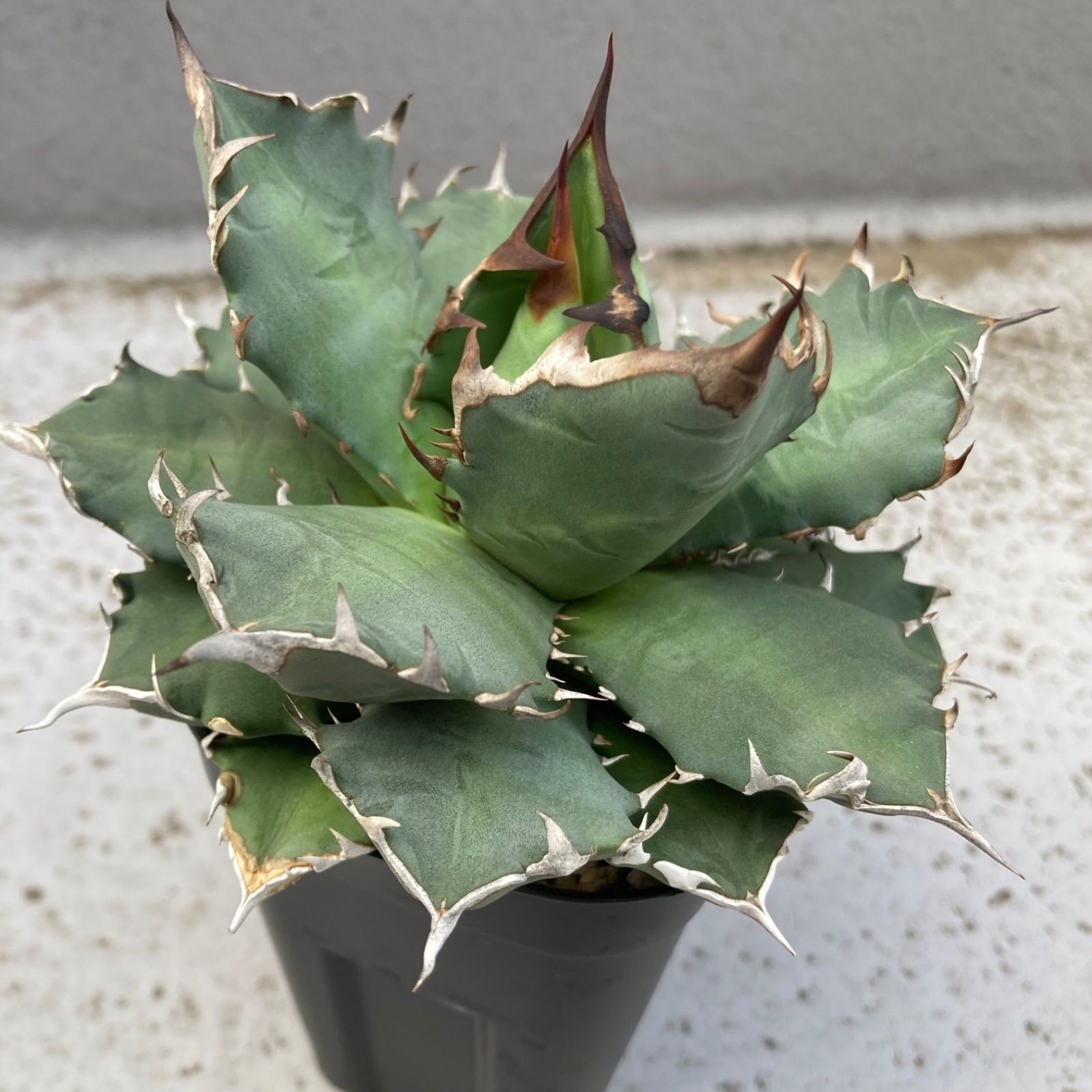 ⑨ アガベ チタノタ オテロイ - メルカリ