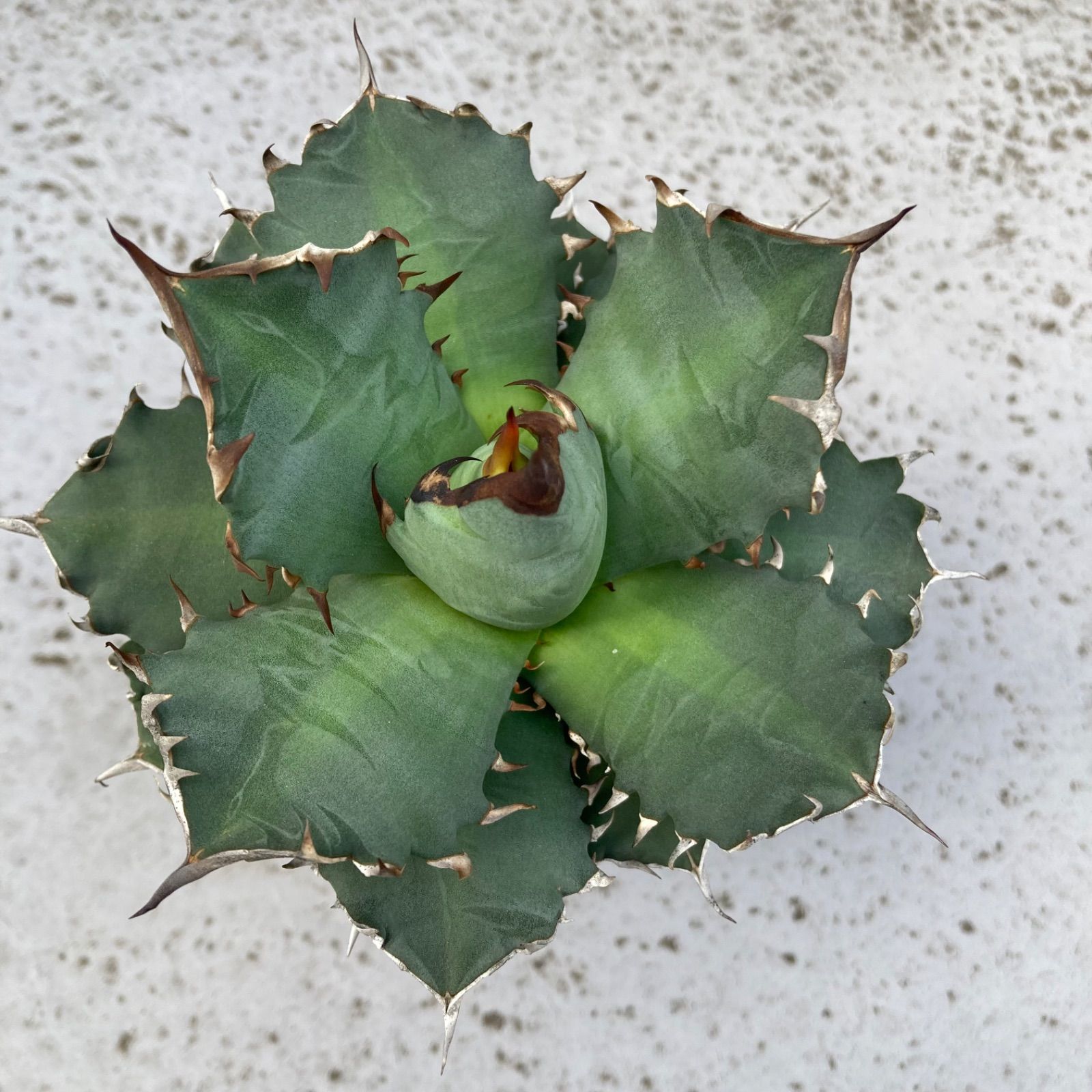 ⑨ アガベ チタノタ オテロイ - メルカリ