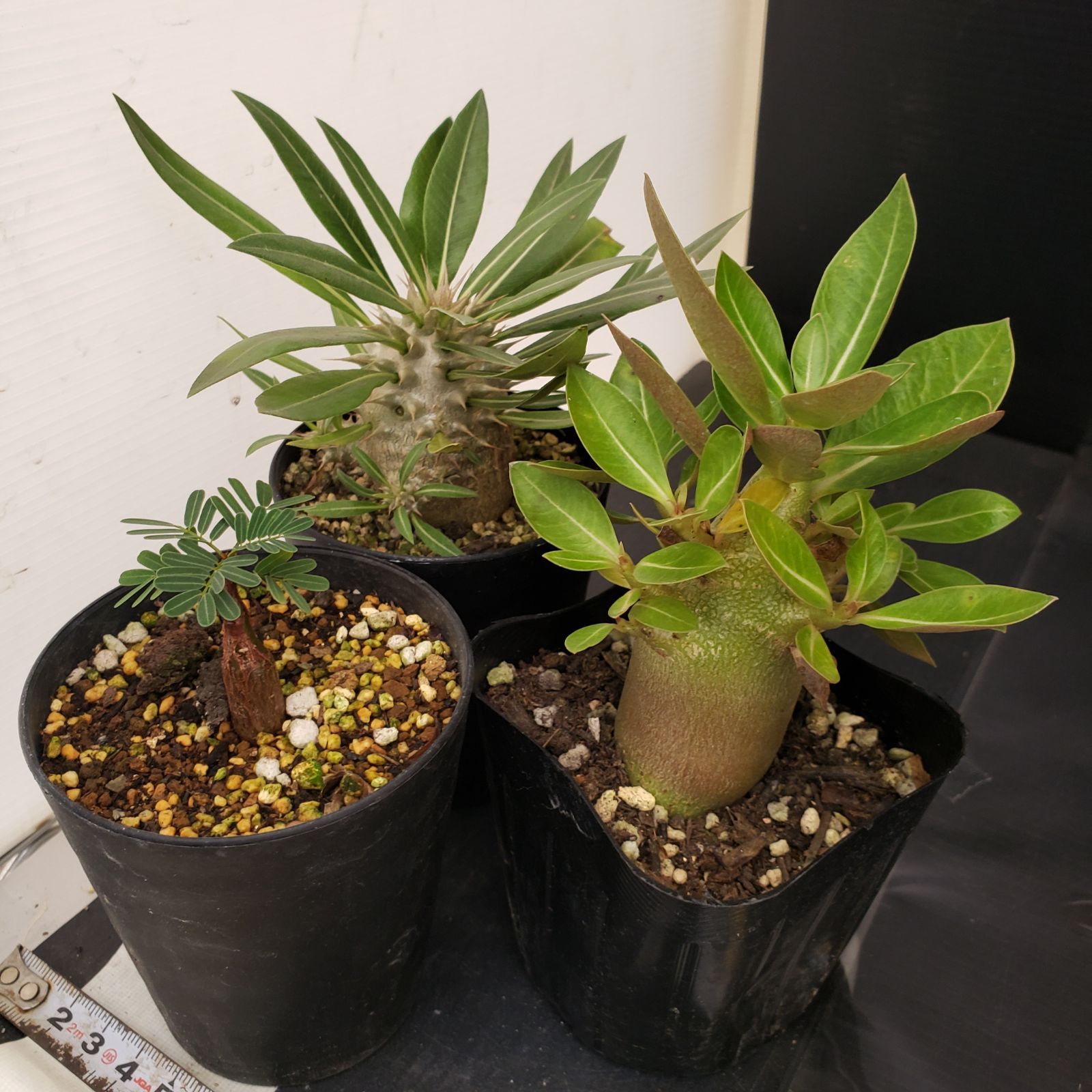 F262【BLACK FRIDAY！】トクトクコーデックスセット（抜き苗