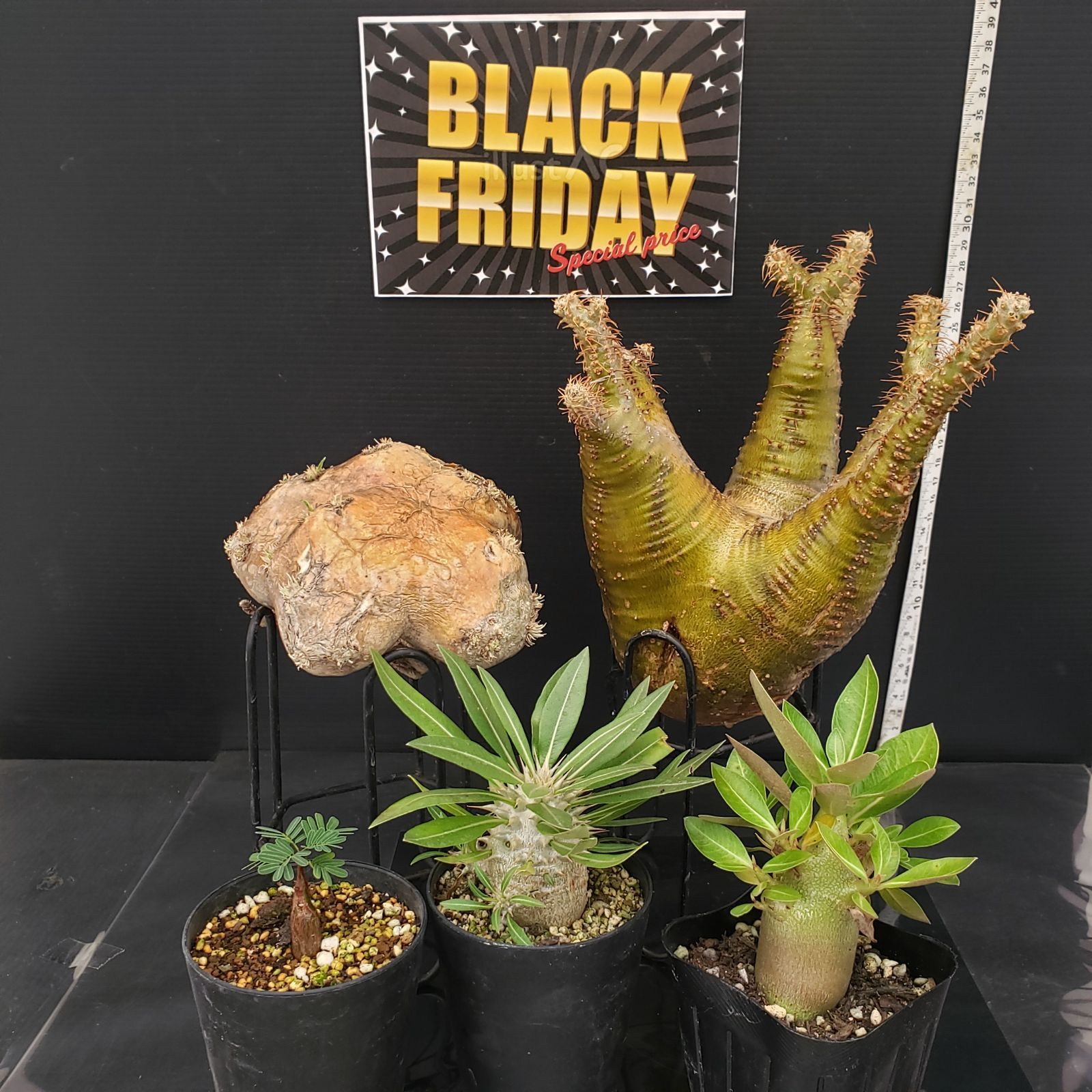 グラキリス【コレクション株】手のひらサイズ Trigenic2 Tact / メンズトライジェニック2メット2タクト （サンド