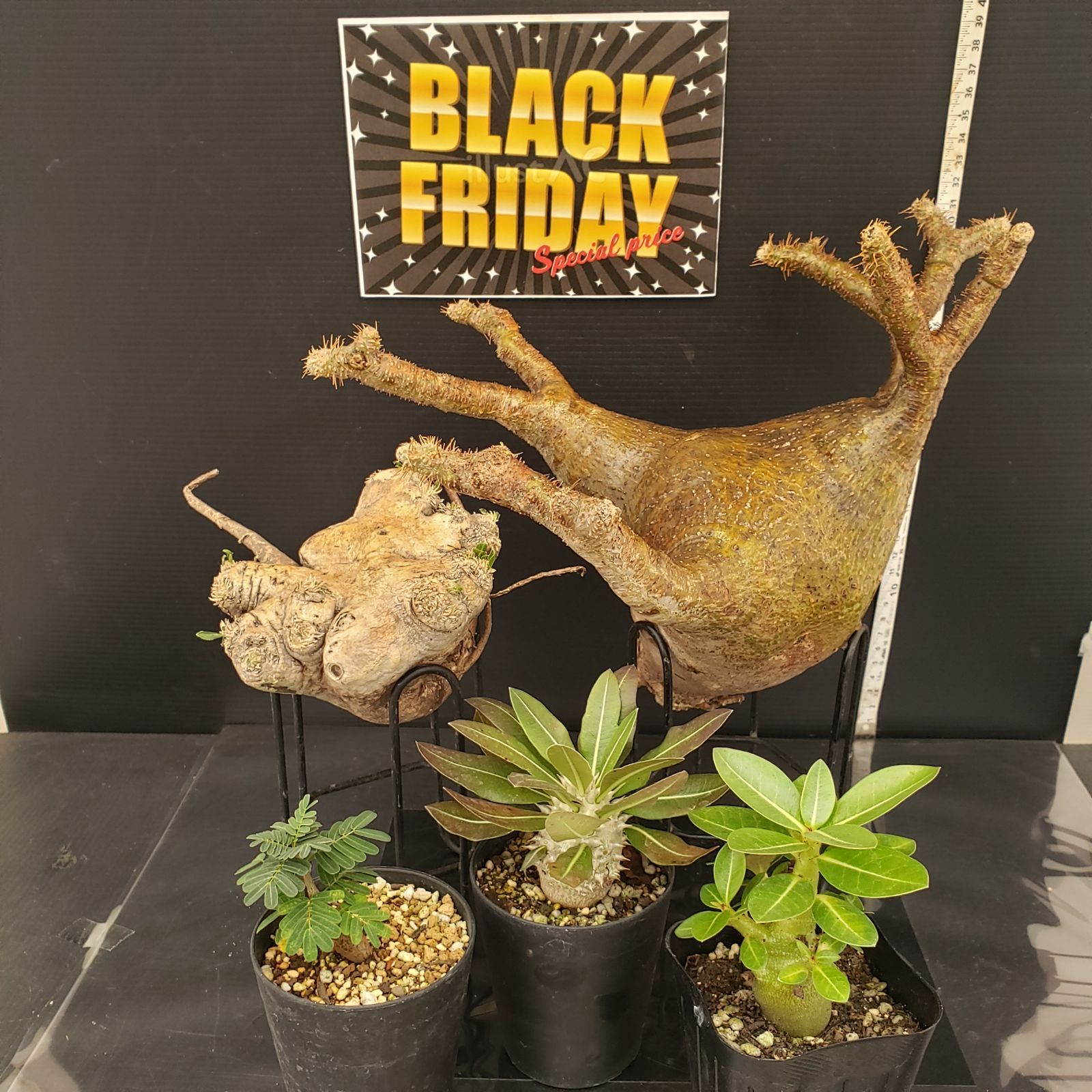 F 265 BLACK FRIDAY トクトクコーデックスセット 抜き苗 グラキリス えびす笑い 実生苗 Pホロンベンセ Aソマレンセ センナ 商品につき ノークレームノーリターンにて お願いいたします