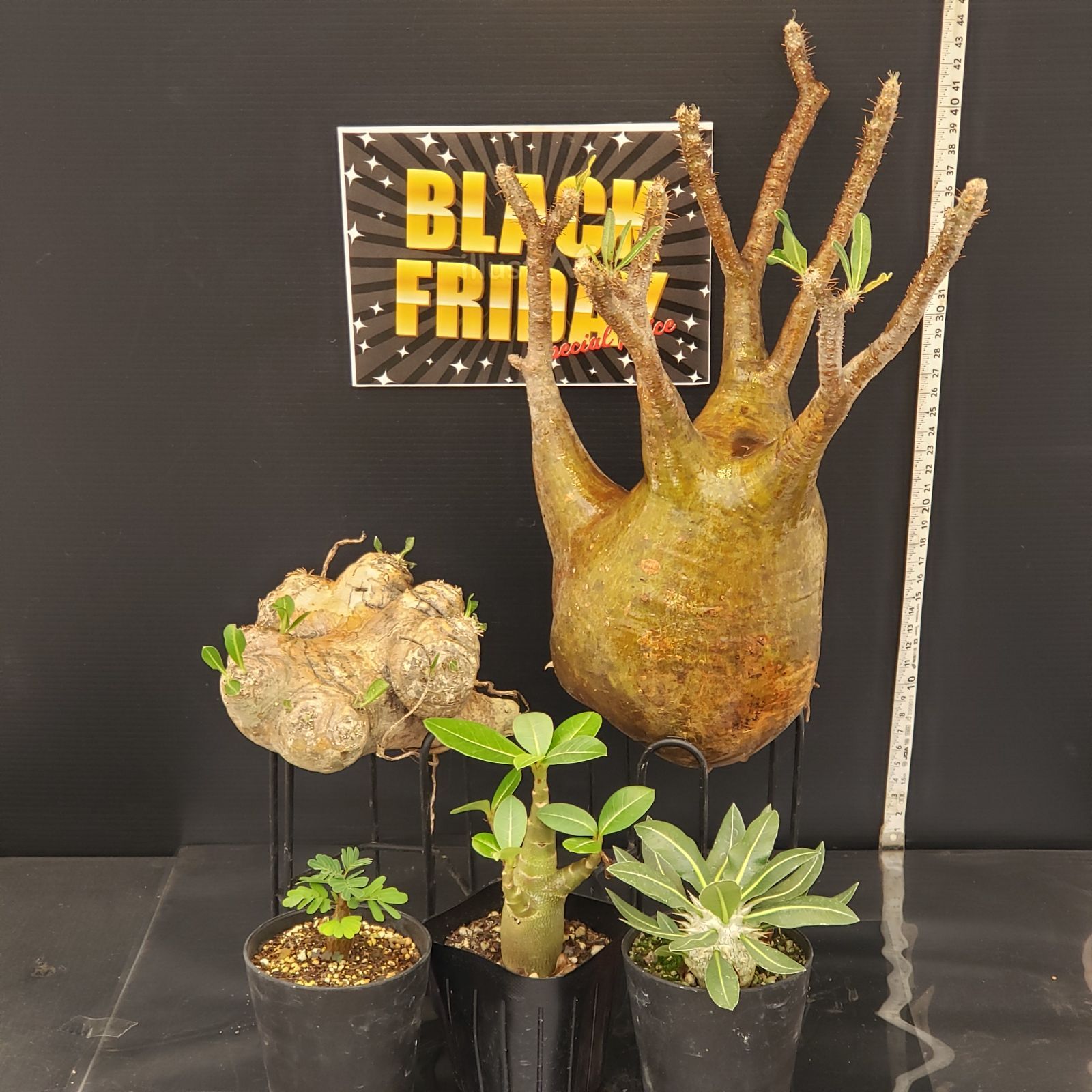 F 267 BLACK FRIDAY トクトクコーデックスセット 抜き苗 グラキリス えびす笑い 実生苗 Pホロンベンセ Aソマレンセ センナ 商品につき ノークレームノーリターンにて お願いいたします