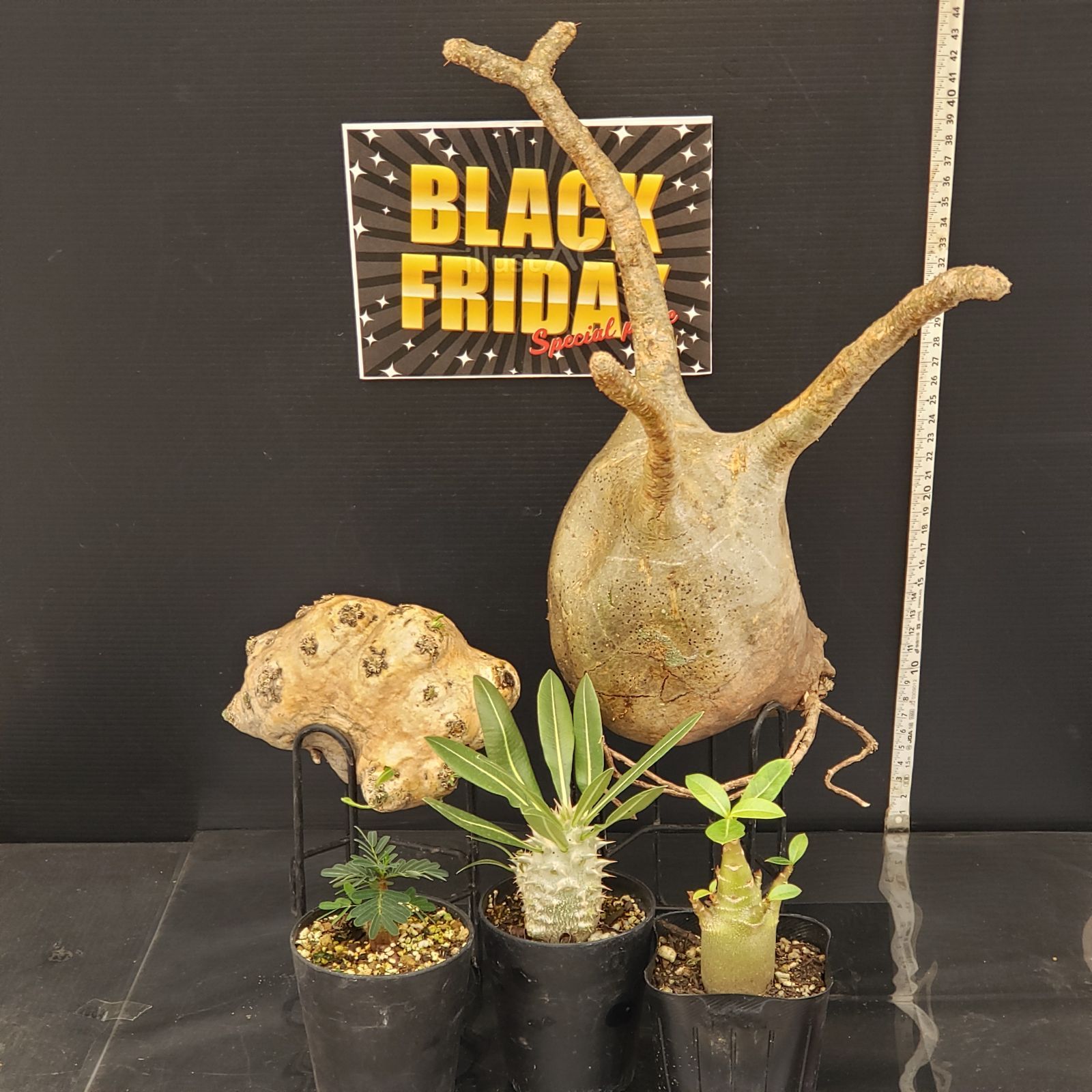 F268【BLACK FRIDAY！】トクトクコーデックスセット（抜き苗