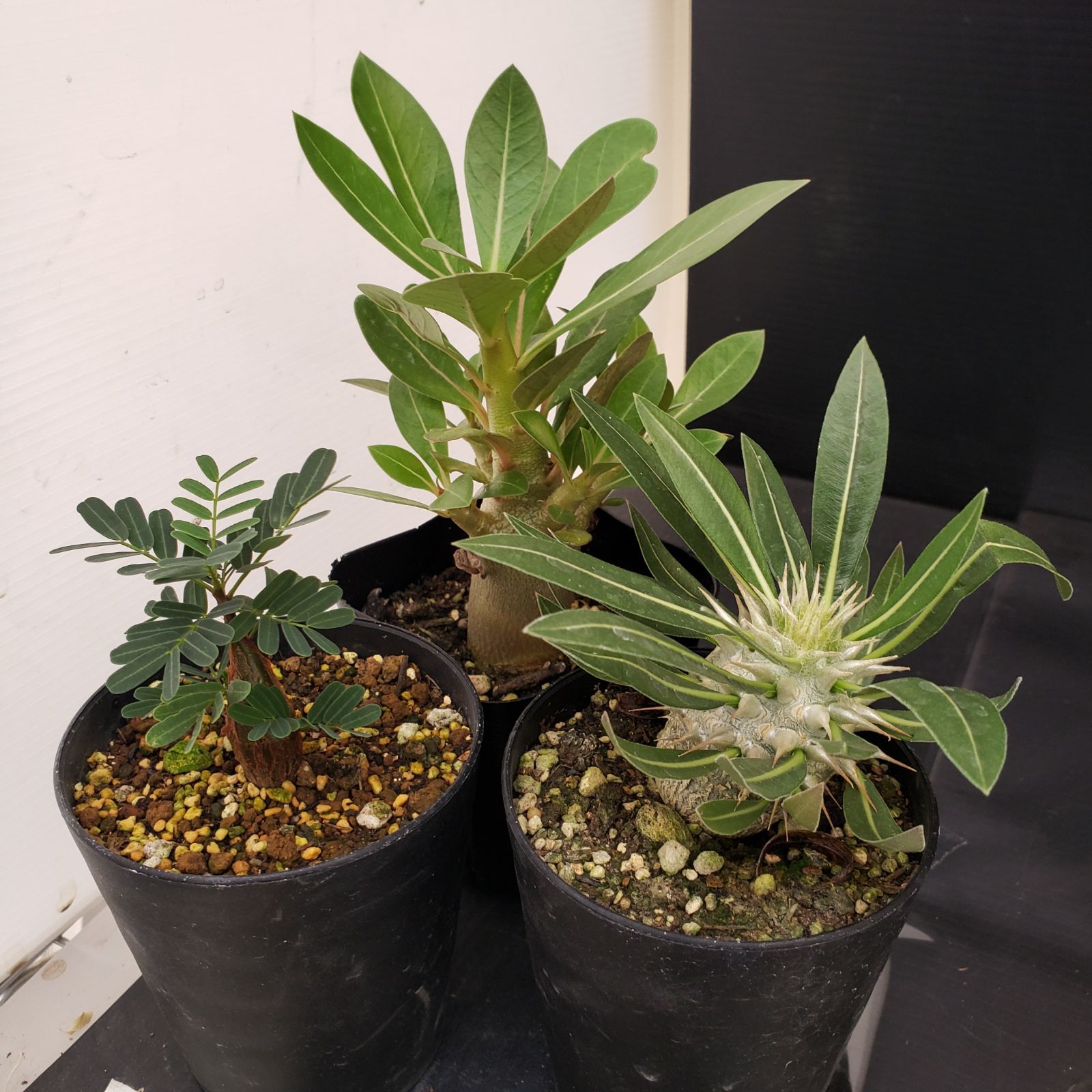 F269【BLACK FRIDAY！】トクトクコーデックスセット（抜き苗