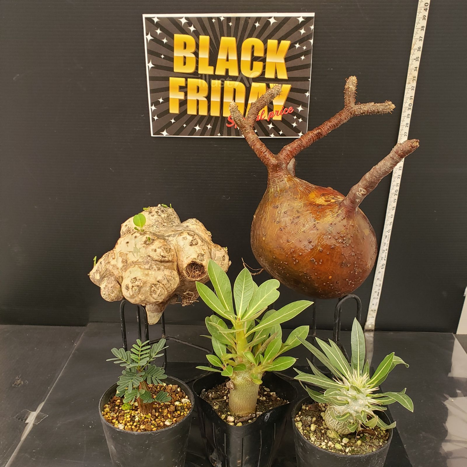 F269【BLACK FRIDAY！】トクトクコーデックスセット（抜き苗